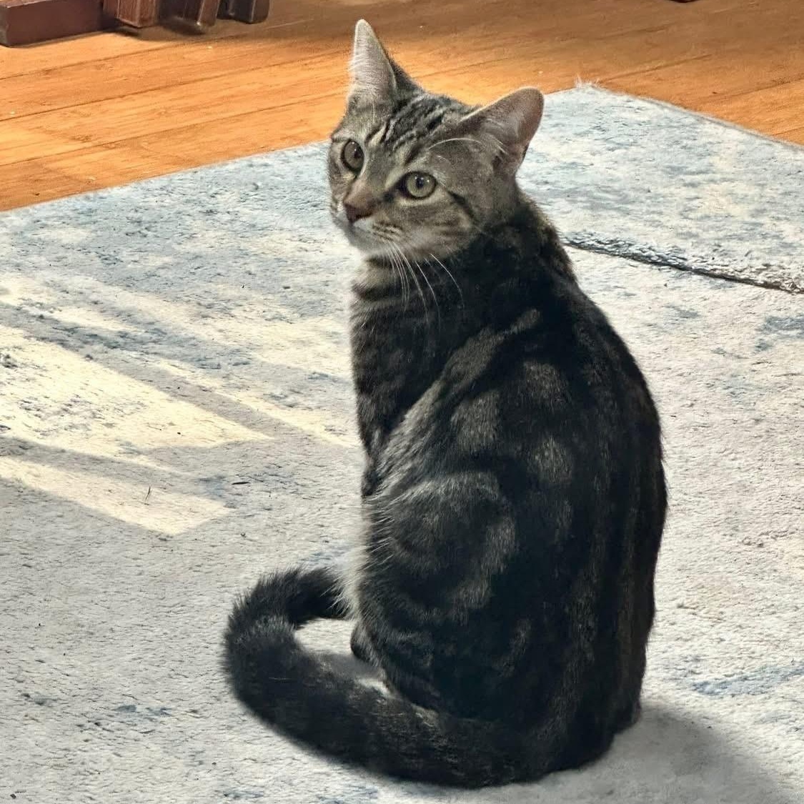 Stella (Bev-fostered in New England), Adoptable, Kitten Female Tabby & Domestic Short Hair.