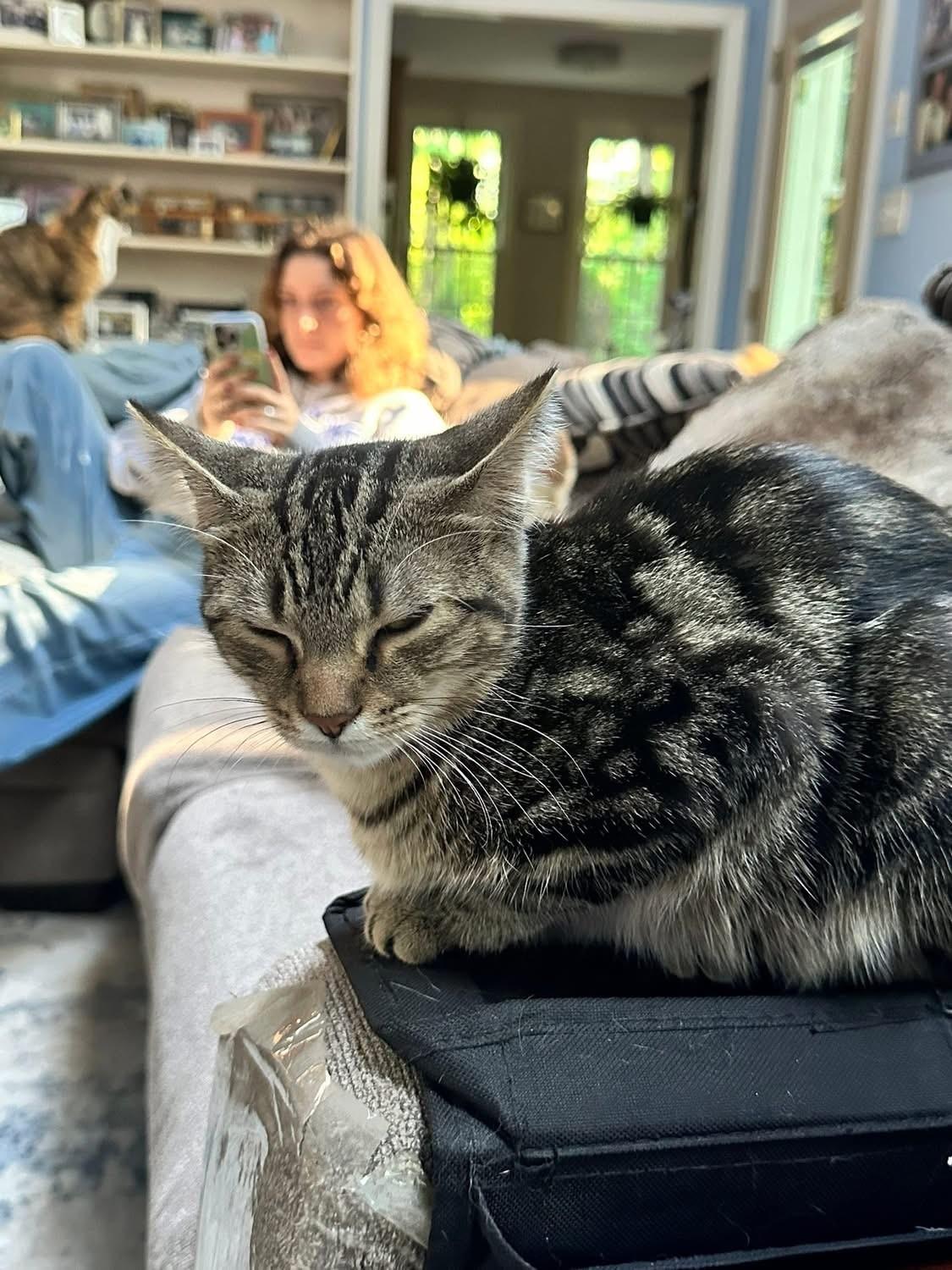 Stella (Bev-fostered in New England)