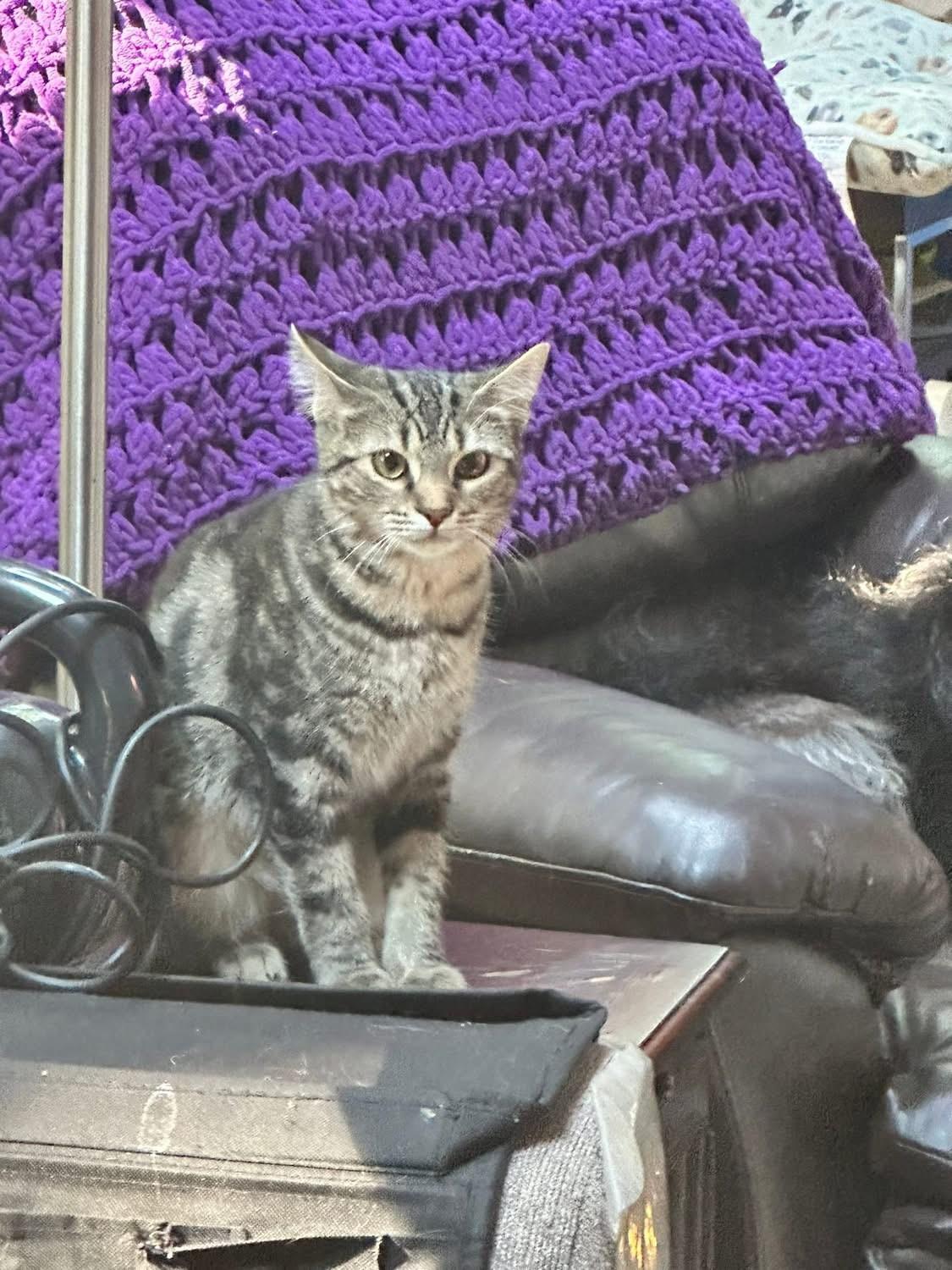 Stella (Bev-fostered in New England)