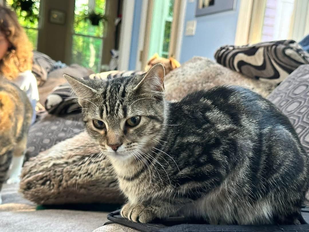 Stella (Bev-fostered in New England)