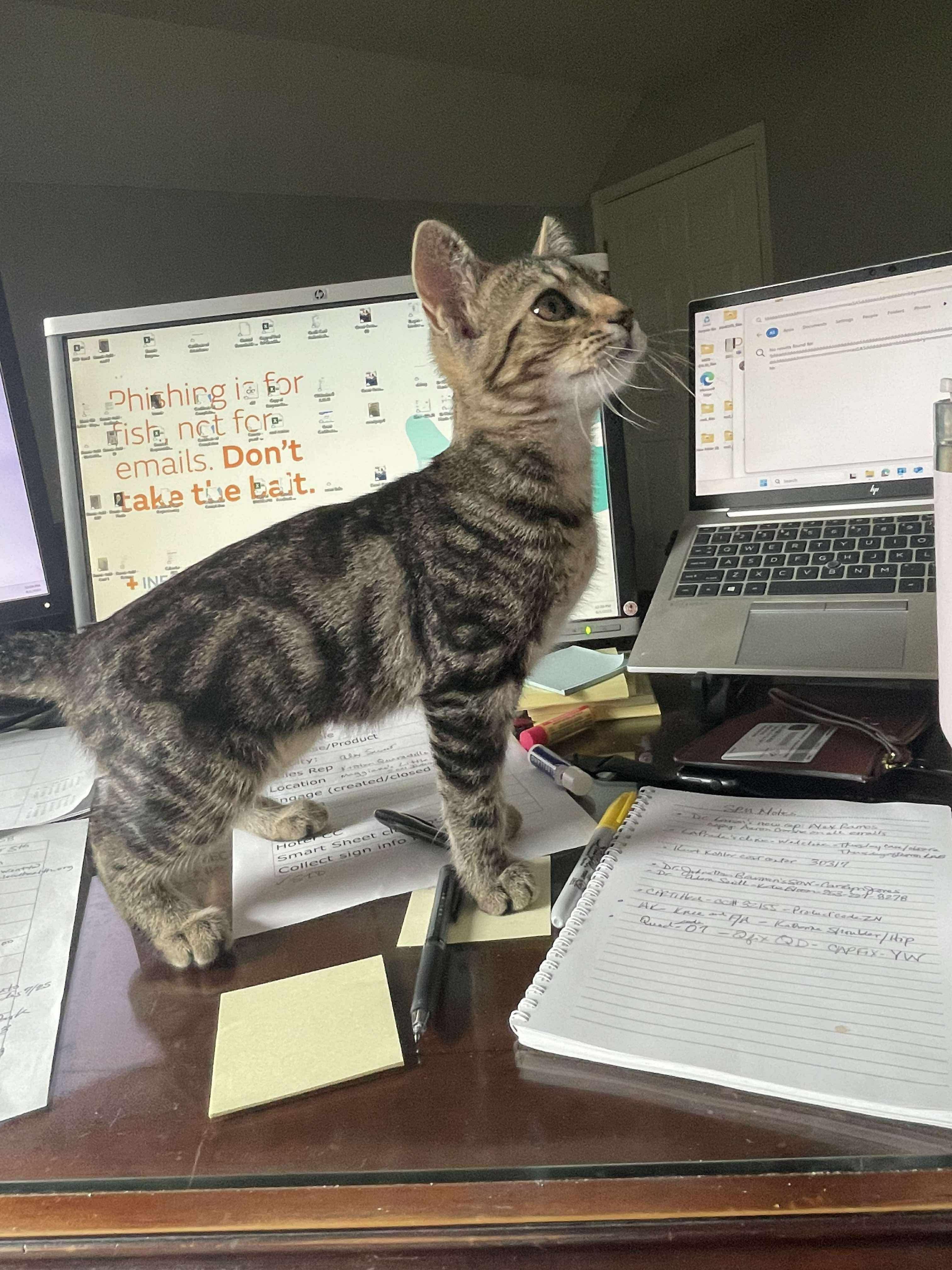 Stella (Bev-fostered in New England)
