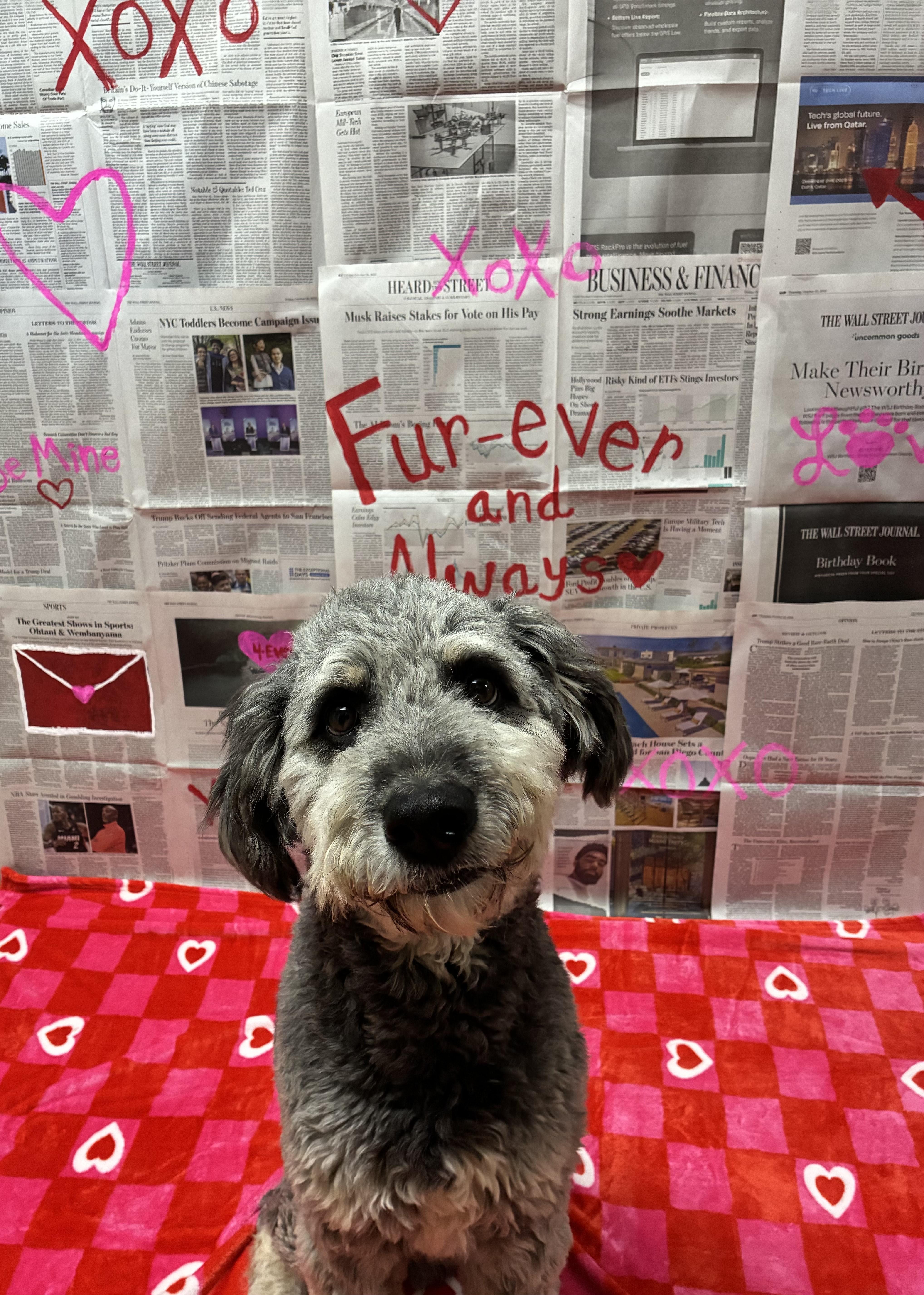 Zoodle , adopted, Adult Male Labradoodle.