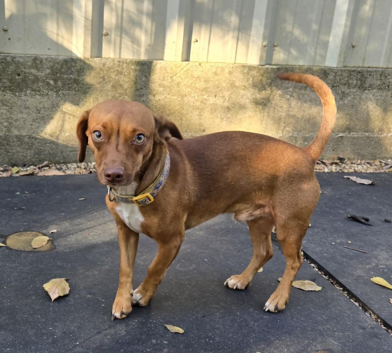 Stitch, ADOPTABLE, Adult Male Chihuahua & Dachshund.