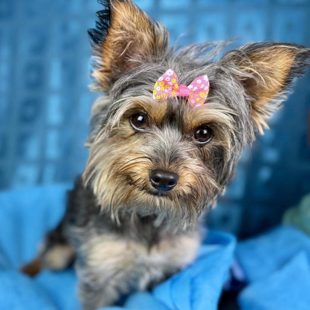 Madie, adopted, Adult Female Yorkshire Terrier.