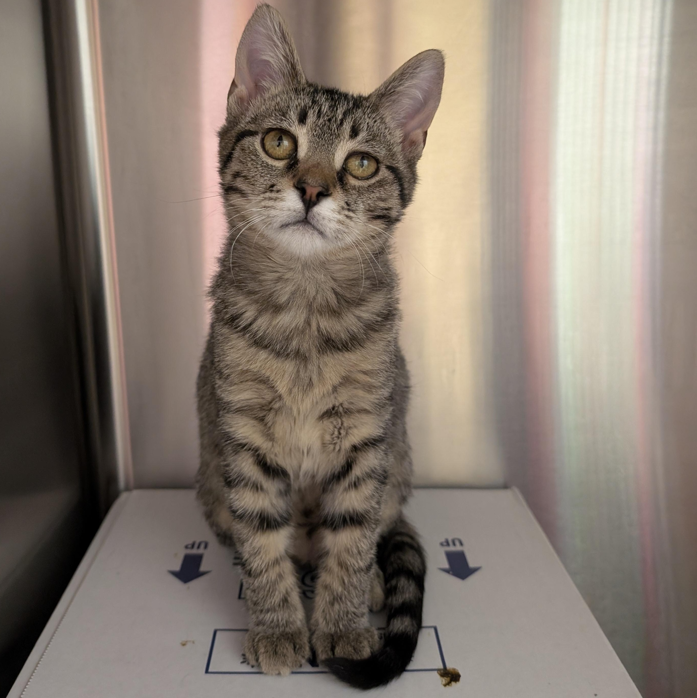 Enlarge Knuckle Sandwich, an adopted Domestic Short Hair in Madison, WI image 6/6