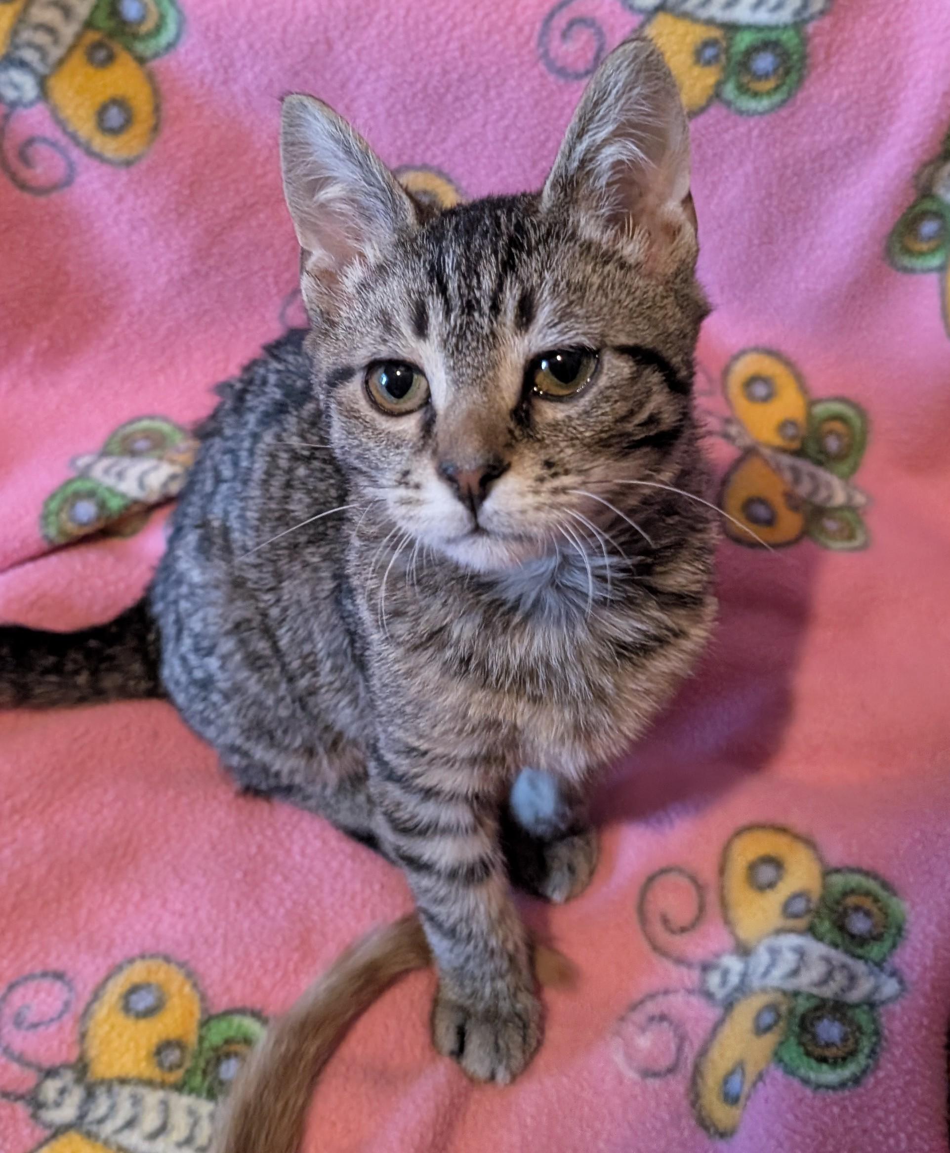 Enlarge Knuckle Sandwich, a Adoptable Domestic Short Hair in Madison, WI image 1/1