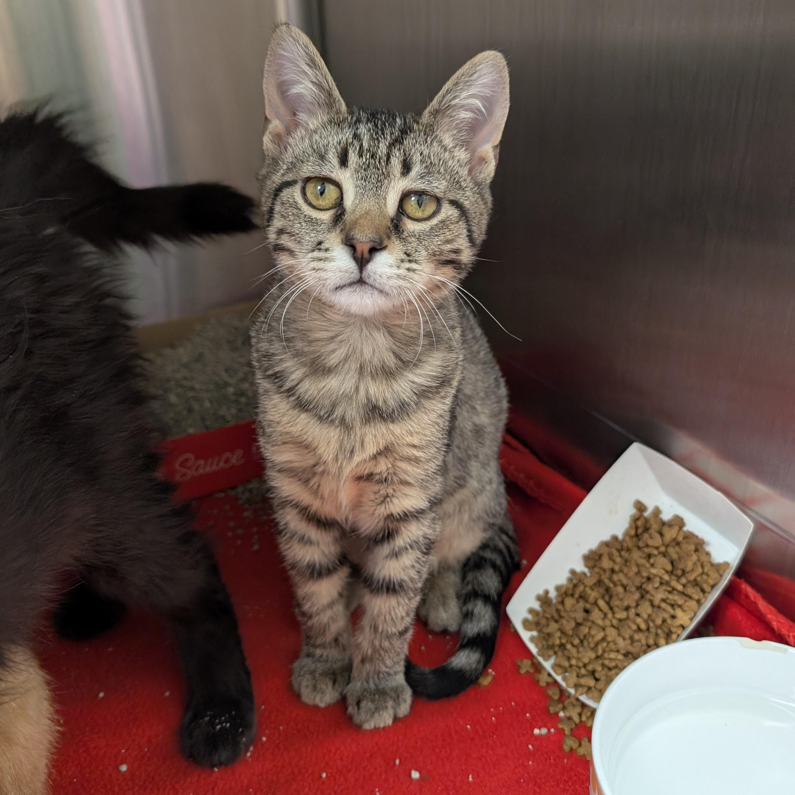 Enlarge Knuckle Sandwich, an adopted Domestic Short Hair in Madison, WI image 3/6