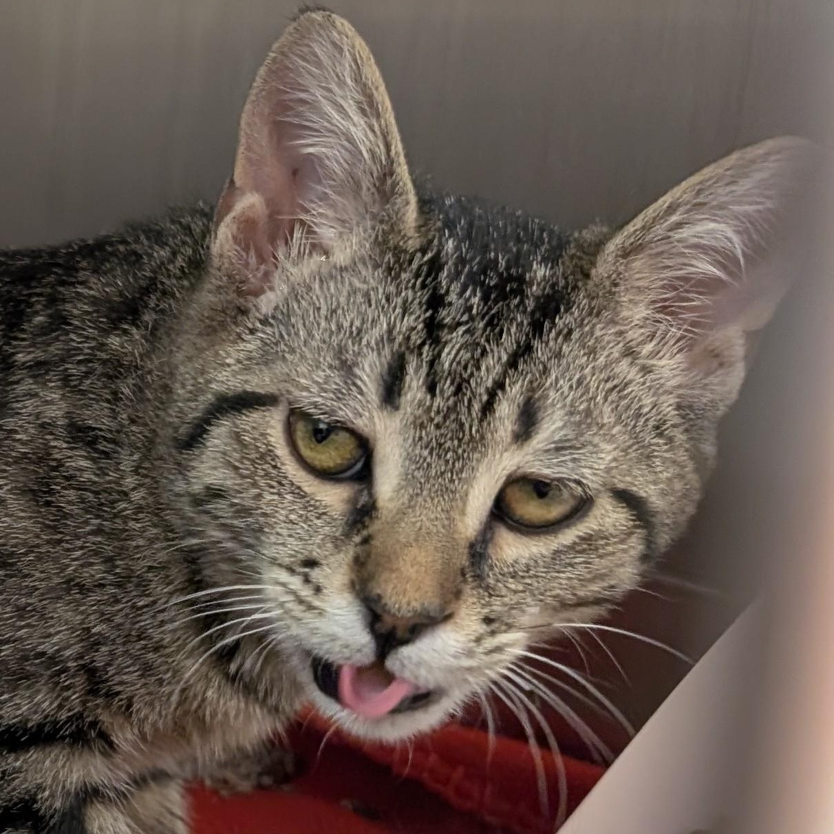 Enlarge Knuckle Sandwich, an adopted Domestic Short Hair in Madison, WI image 1/6