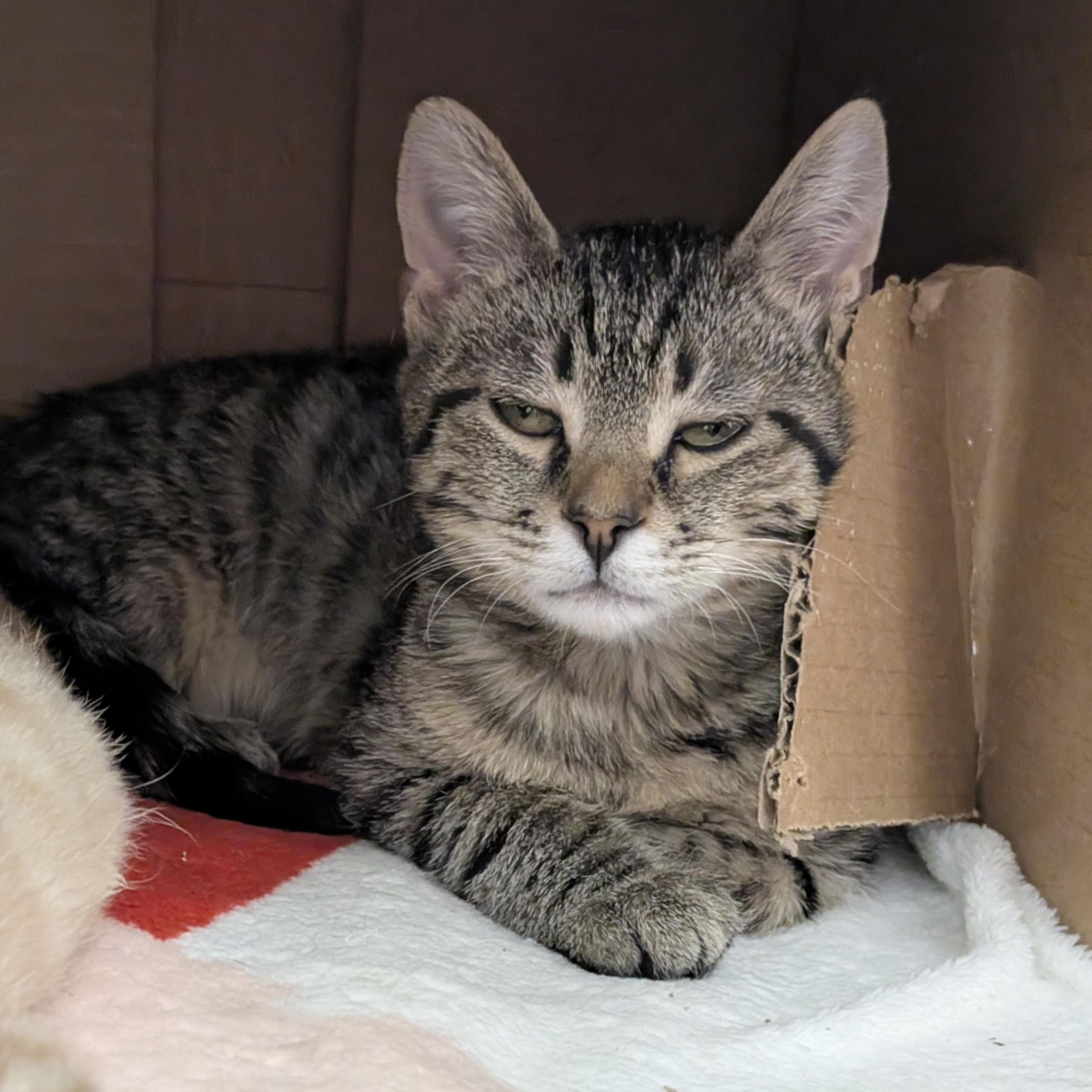 Enlarge Knuckle Sandwich, an adopted Domestic Short Hair in Madison, WI image 2/6