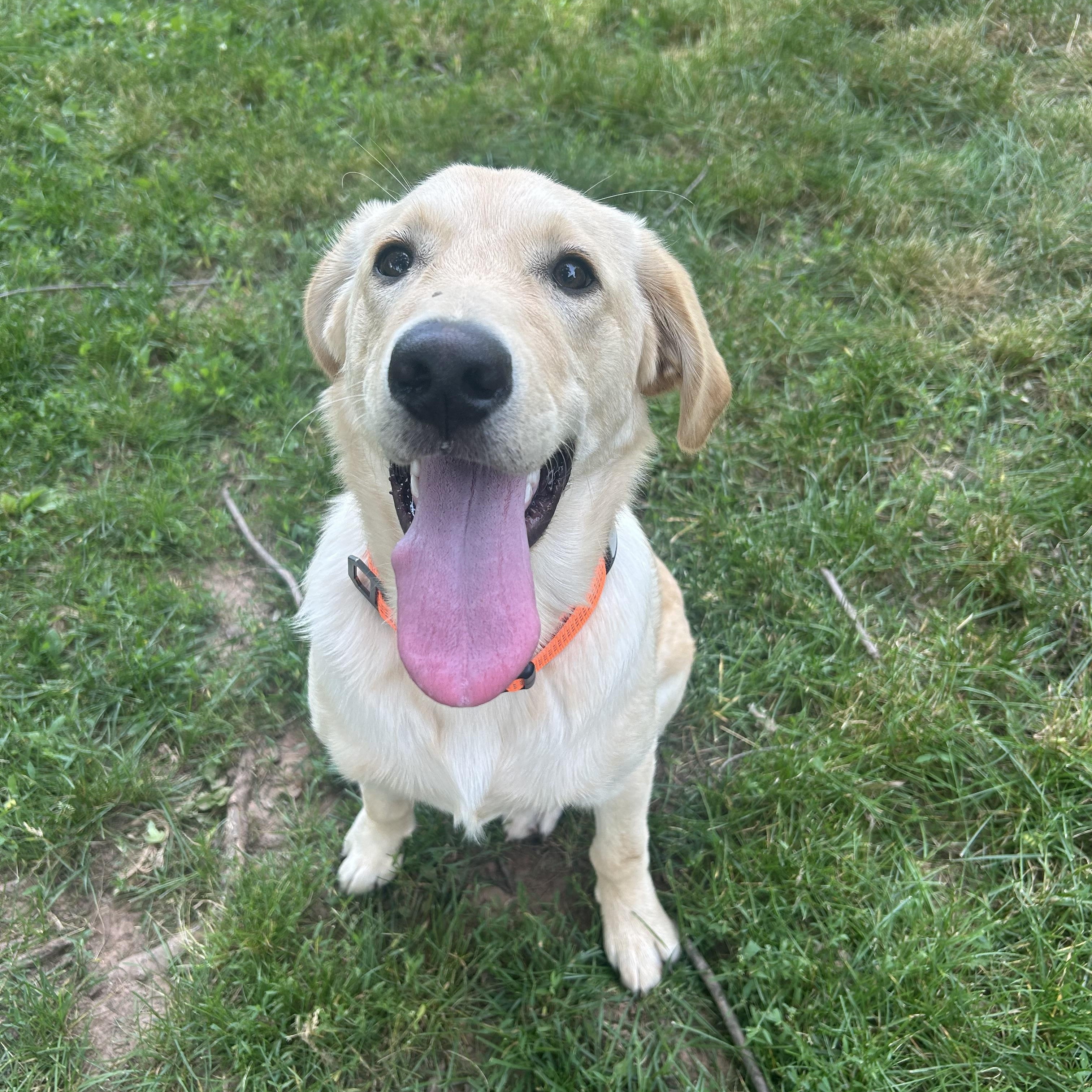 Ryder, a ADOPTABLE mixed breed in Kutztown, PA image 4/4
