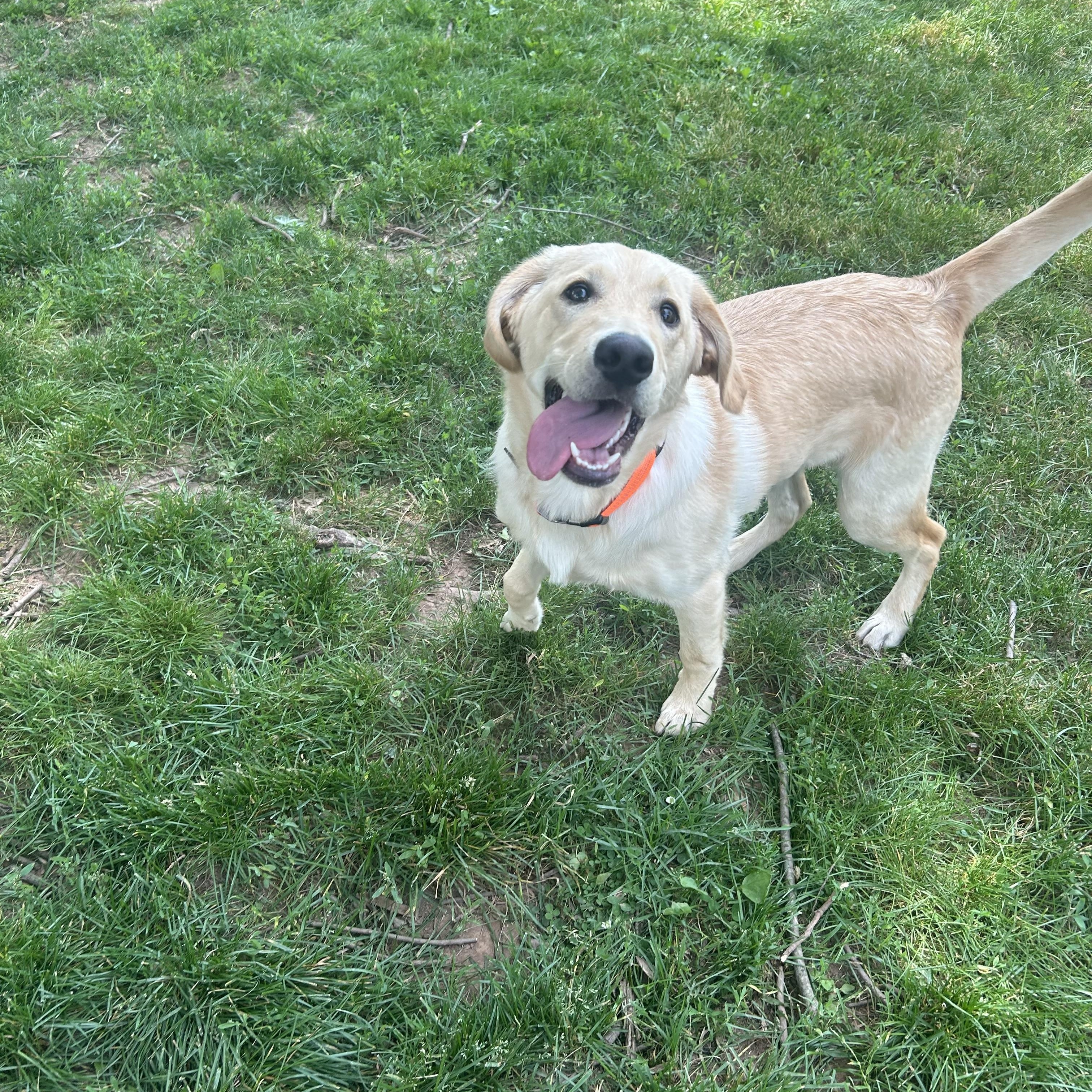 Ryder, a ADOPTABLE mixed breed in Kutztown, PA image 3/4