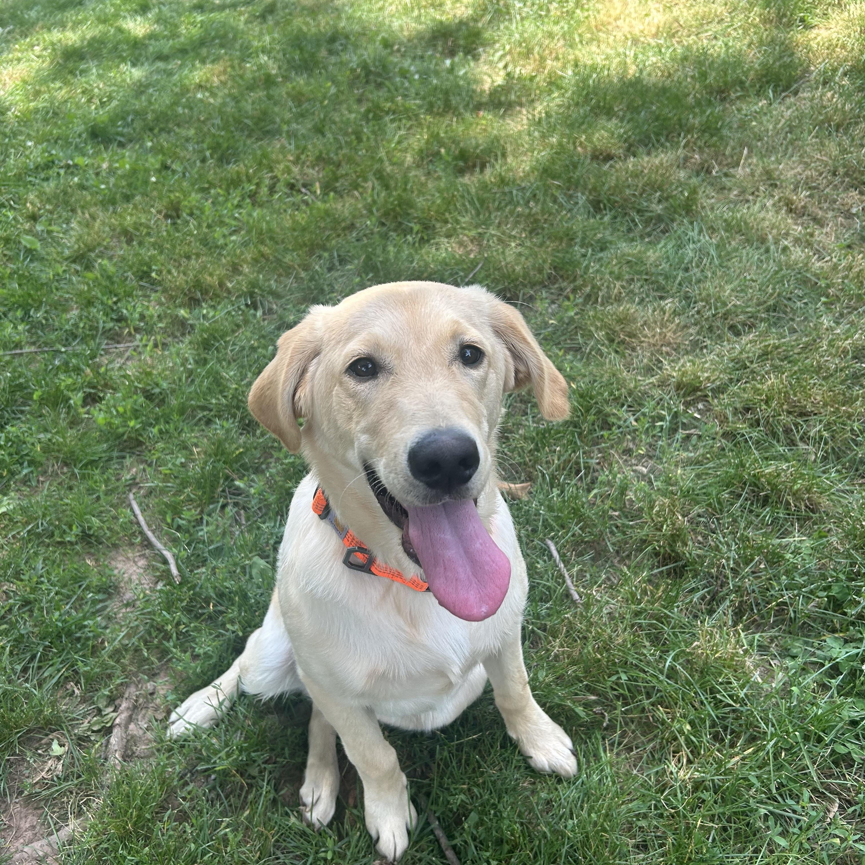 Ryder, a ADOPTABLE mixed breed in Kutztown, PA image 1/4
