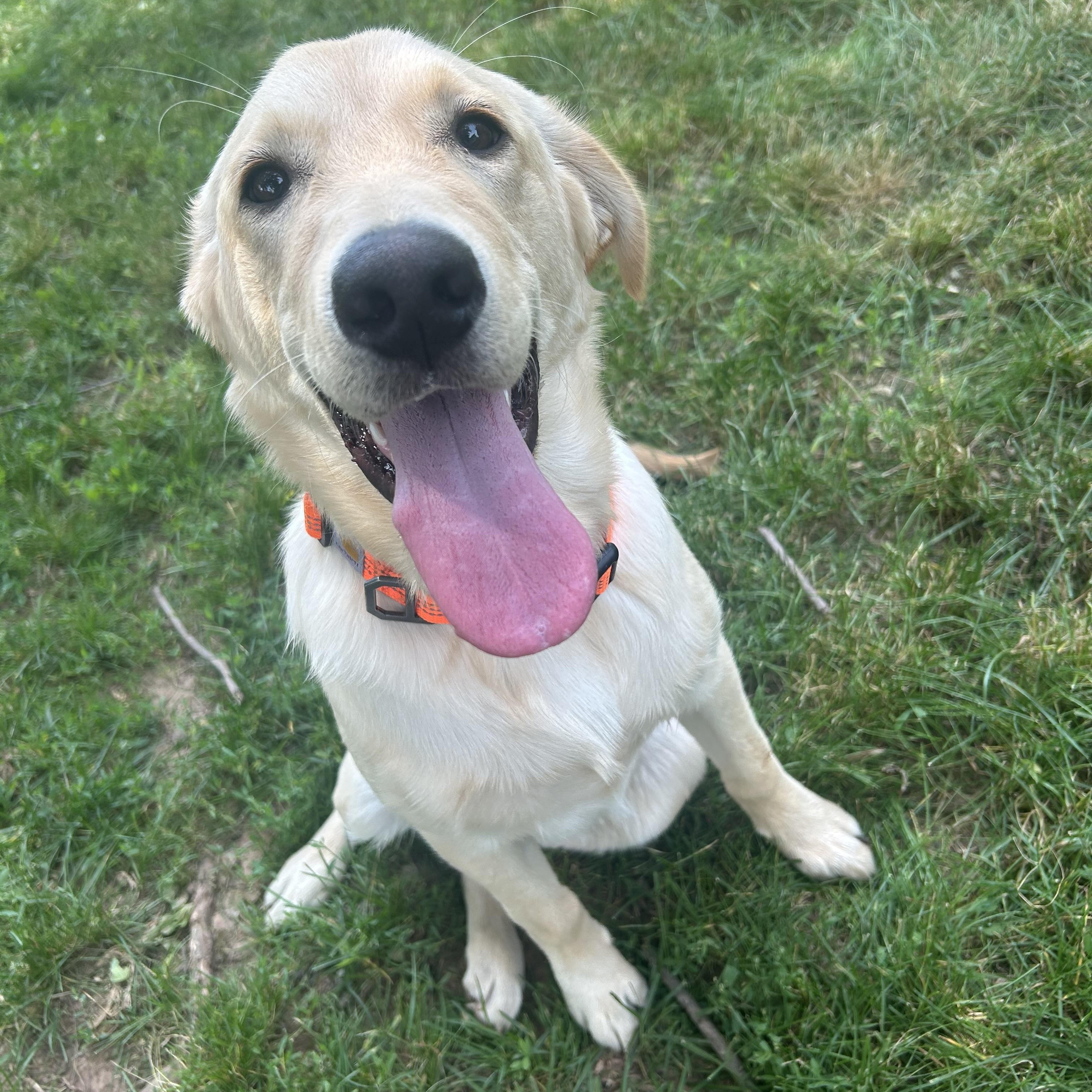Ryder, a ADOPTABLE mixed breed in Kutztown, PA image 2/4