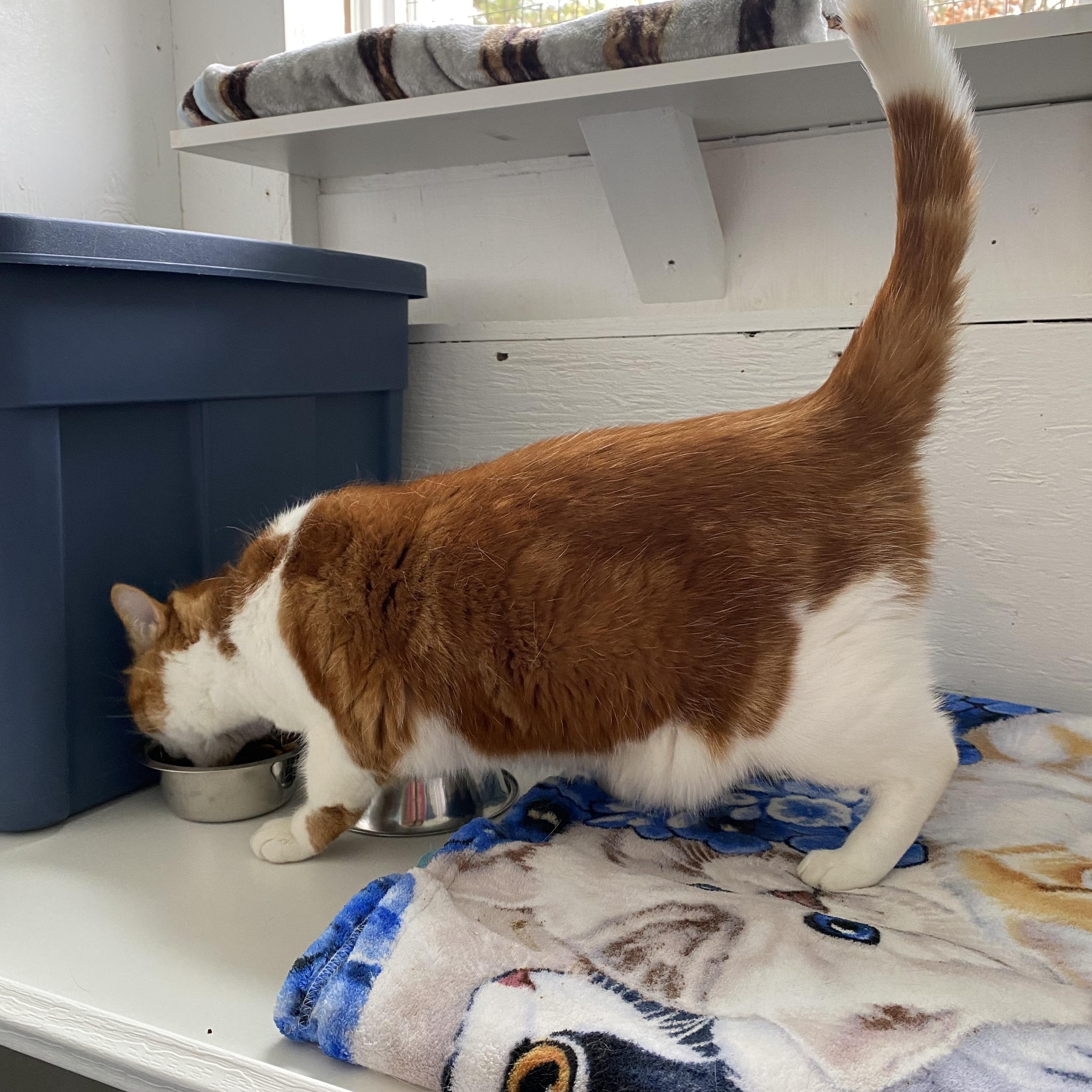 Minou, a Adoptable Tabby in Stanstead, QC image 2/4