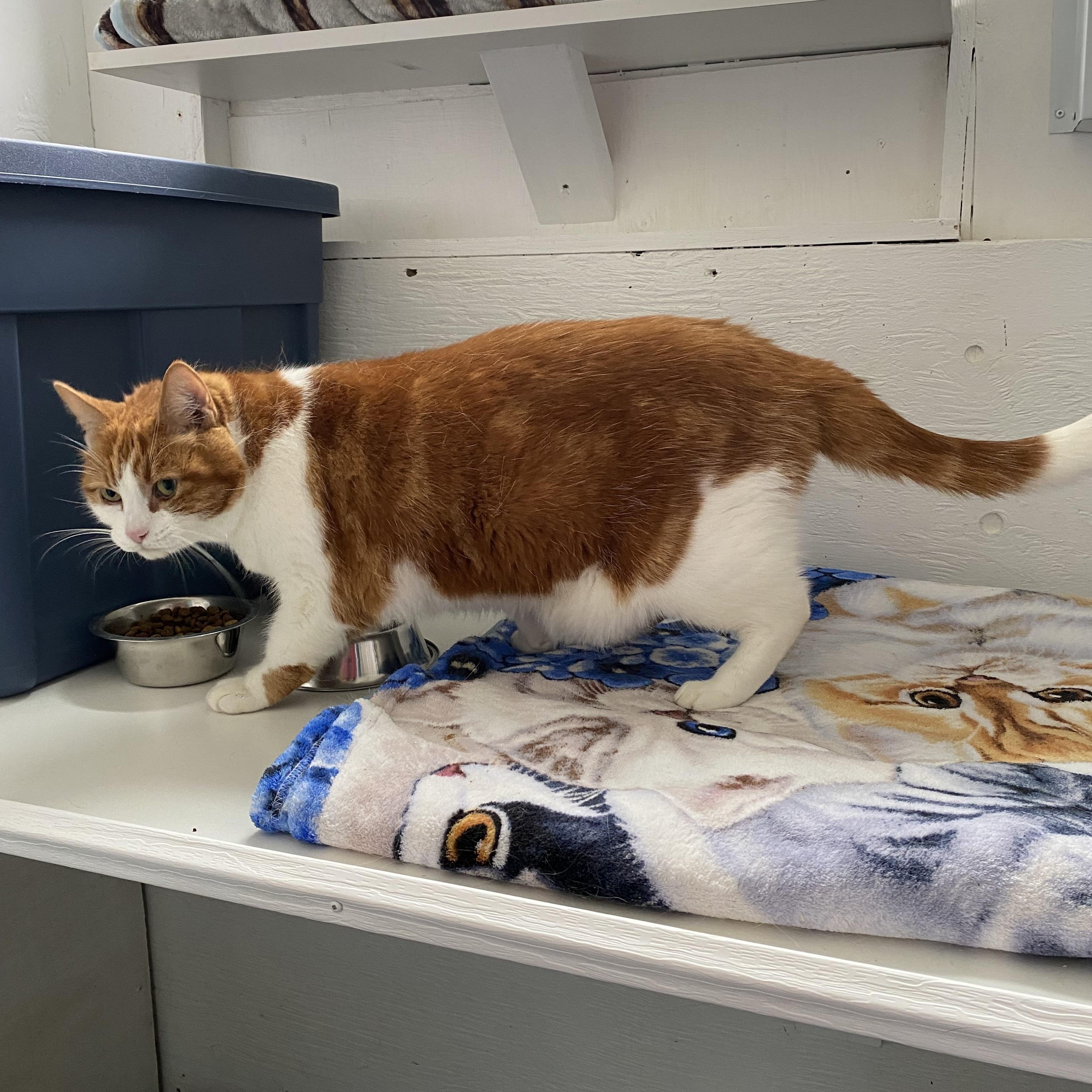 Minou, a Adoptable Tabby in Stanstead, QC image 4/4