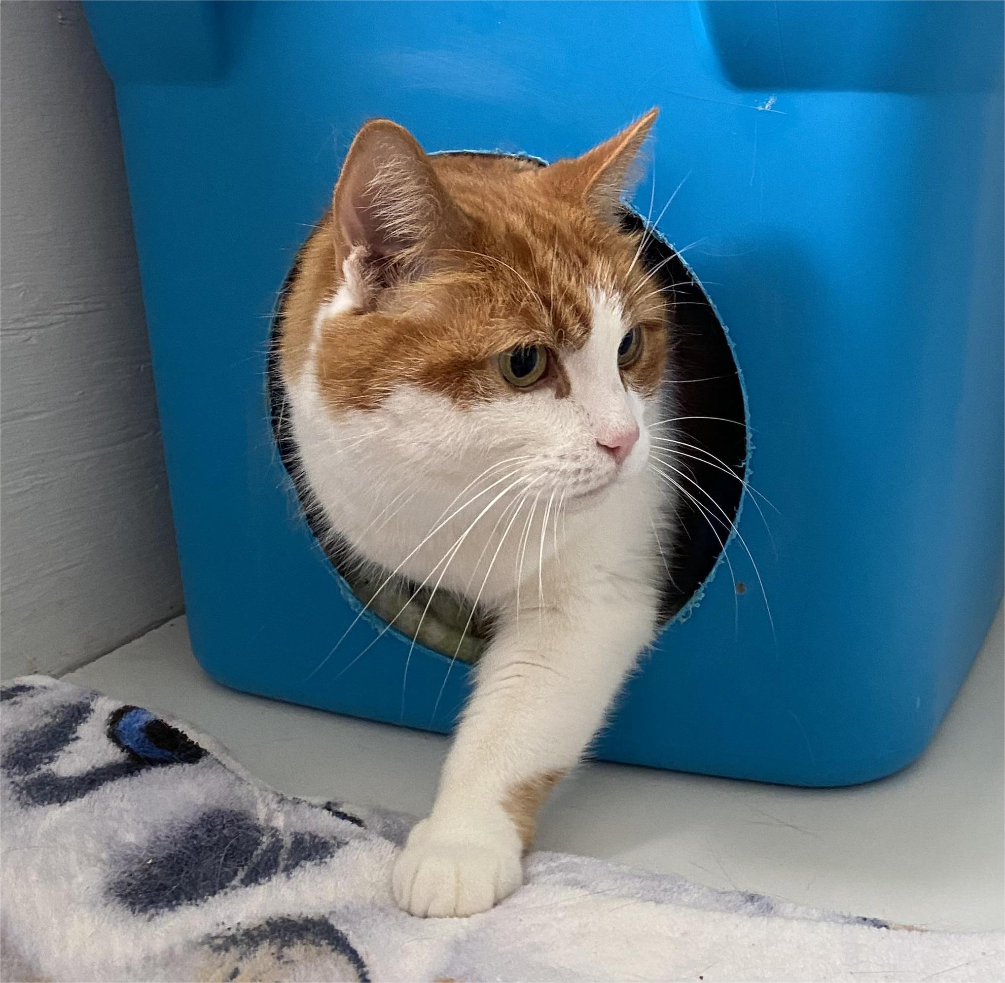 Minou, a Adoptable Tabby in Stanstead, QC image 1/4