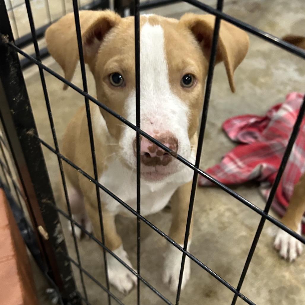 Arwen, Adoptable, Young Male Pit Bull Terrier.