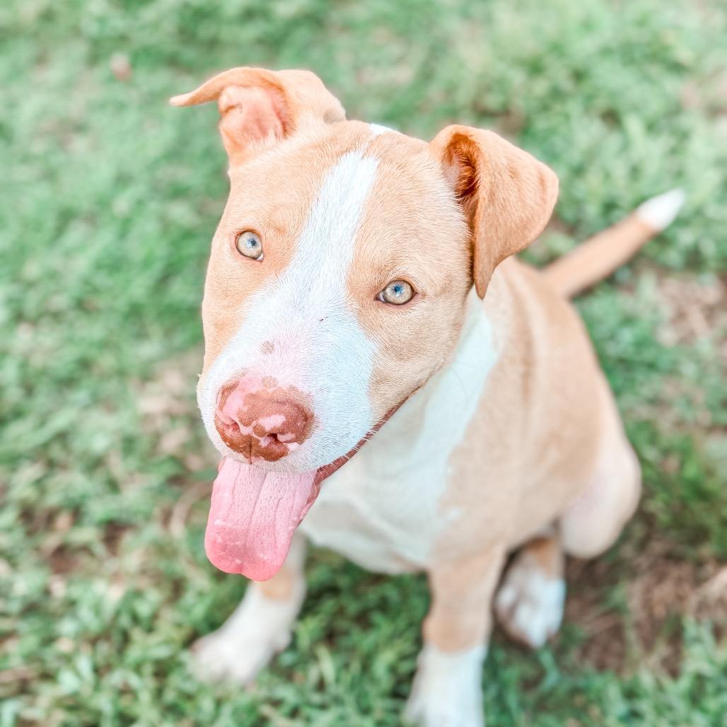 Enlarge Arwen, a Adoptable Pit Bull Terrier in Parrish, AL image 2/6
