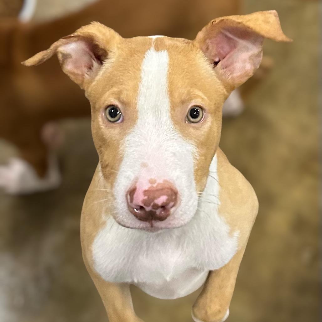Enlarge Arwen, a Adoptable Pit Bull Terrier in Parrish, AL image 3/6