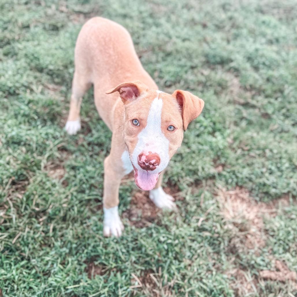 Enlarge Arwen, a Adoptable Pit Bull Terrier in Parrish, AL image 4/6
