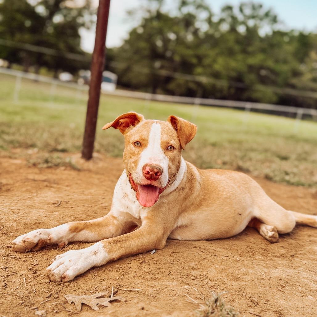 Enlarge Arwen, a Adoptable Pit Bull Terrier in Parrish, AL image 5/6