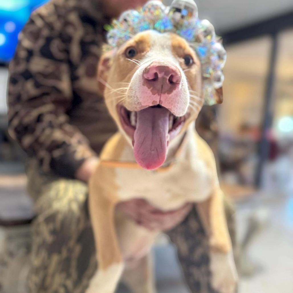 Enlarge Arwen, a Adoptable Pit Bull Terrier in Parrish, AL image 6/6