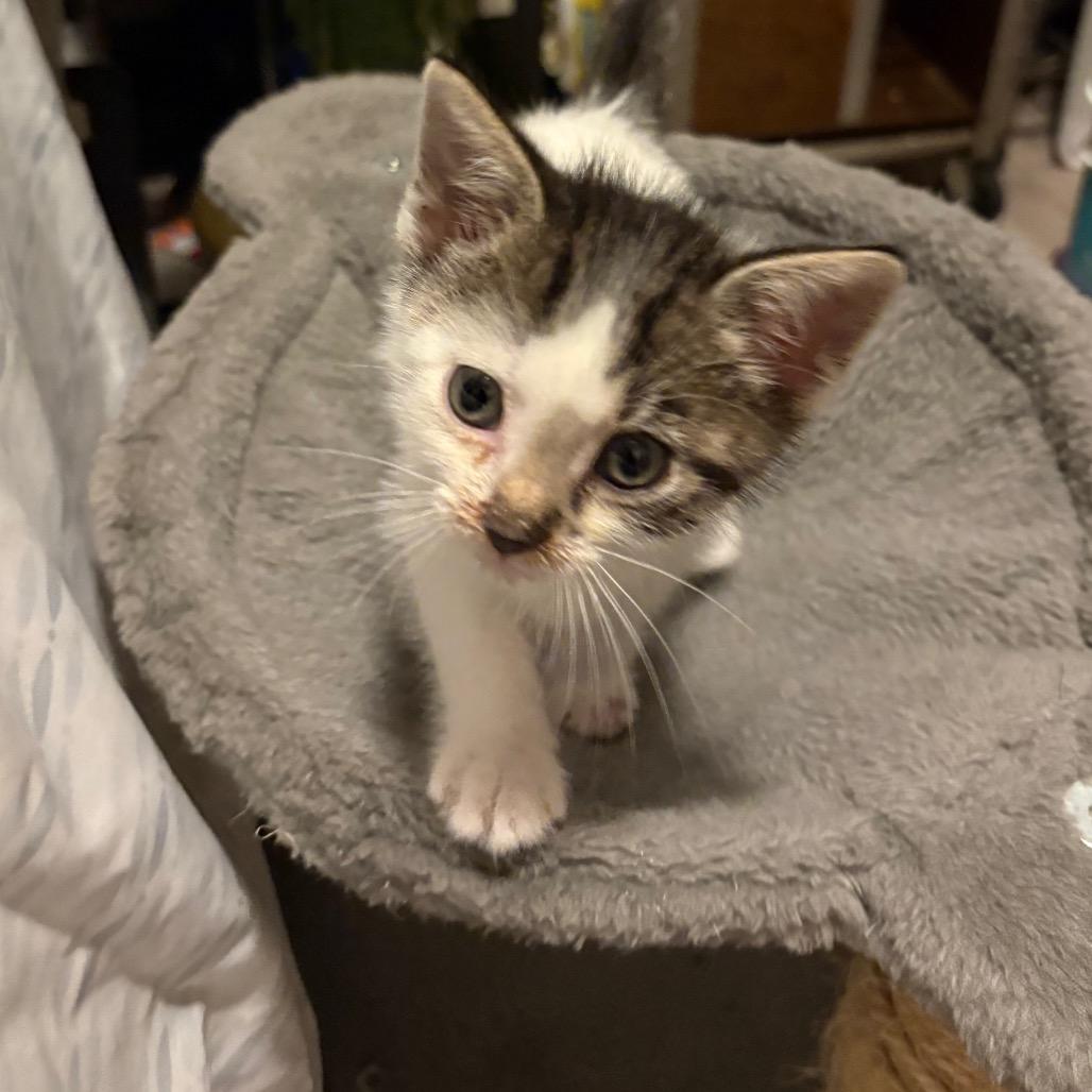 Twizzle, Adoptable, Young Male Domestic Medium Hair.