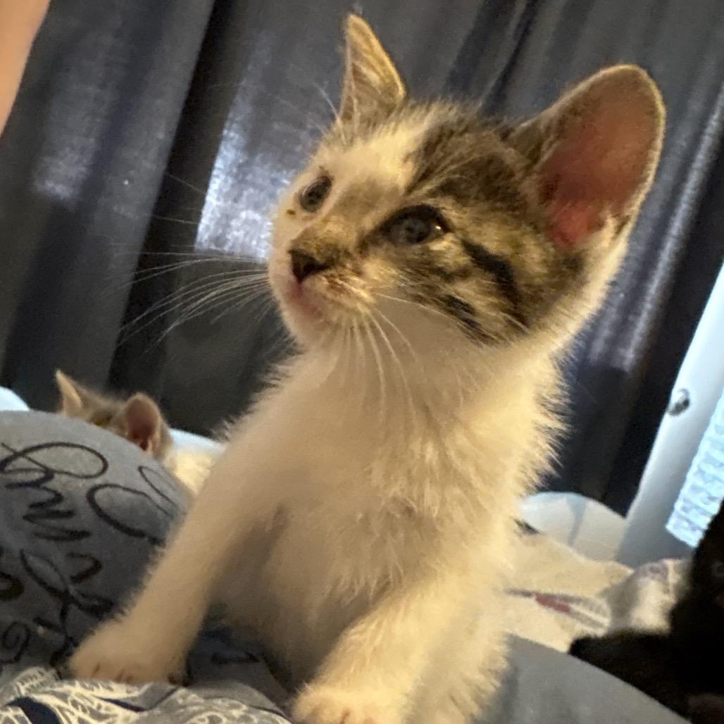 Enlarge Twizzle, a Adoptable Domestic Medium Hair in Crookston, MN image 2/4
