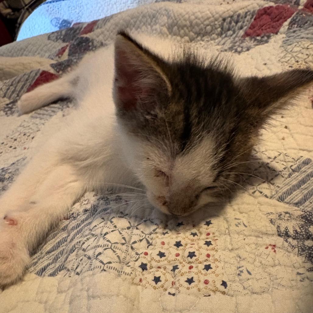 Enlarge Twizzle, a Adoptable Domestic Medium Hair in Crookston, MN image 4/4