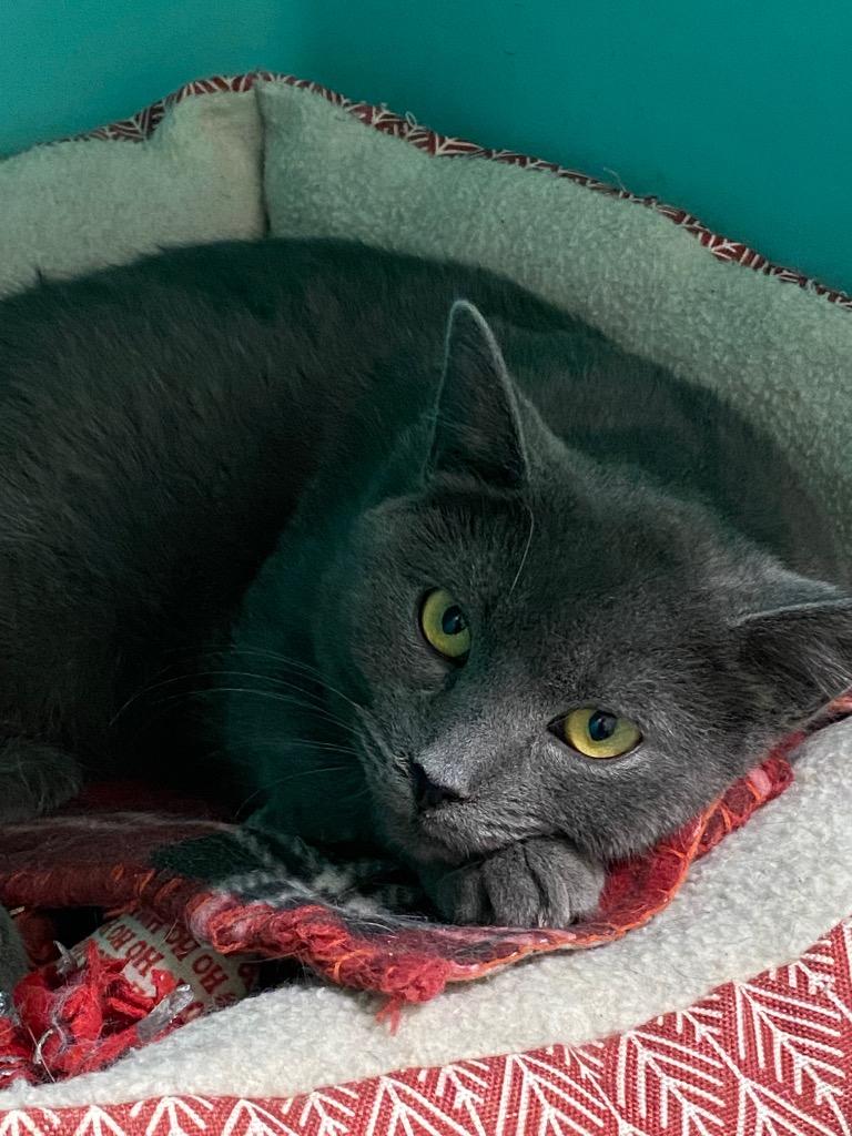 Ely, Adoptable, Adult Male Domestic Short Hair.