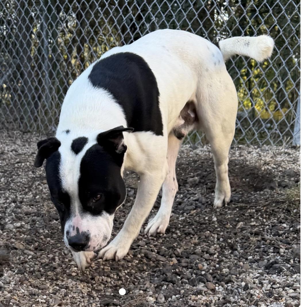 Zayden, ADOPTABLE, Adult Male Mixed Breed.