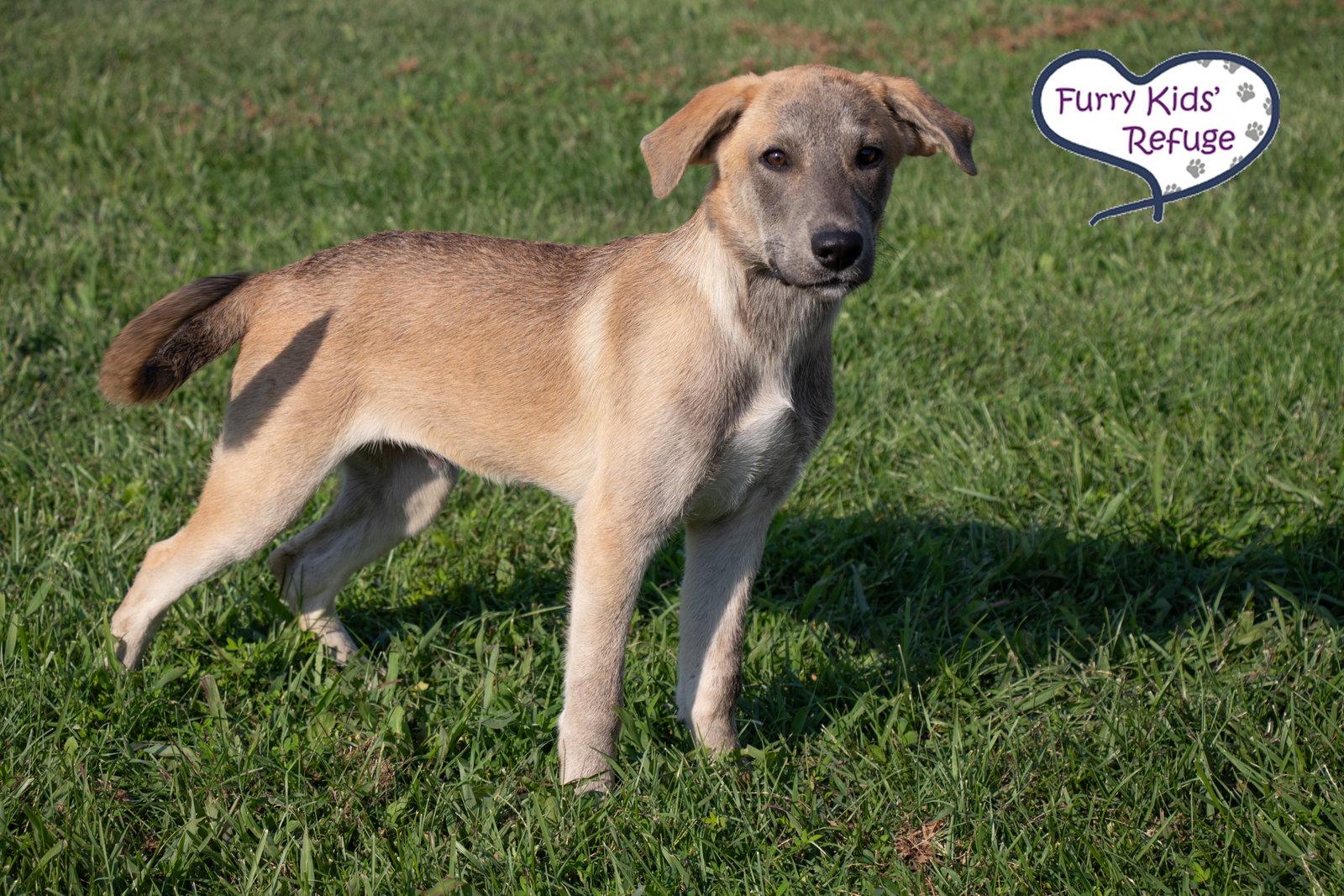 Enlarge Lincoln, a Adoptable Husky in Lee's Summit, MO image 2/3