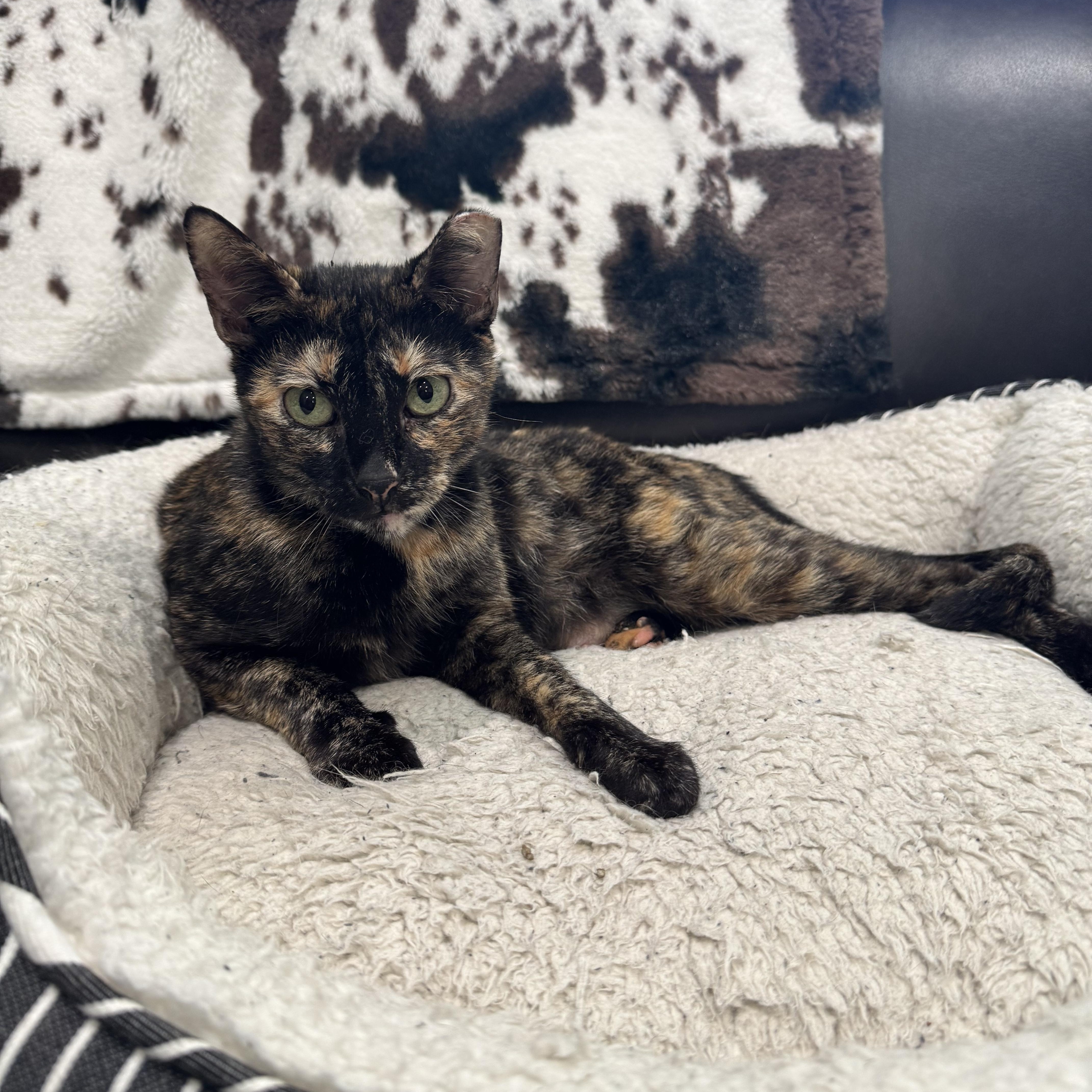 Enlarge TINKERBELL, a ADOPTABLE Tortoiseshell in Houston, TX image 3/4