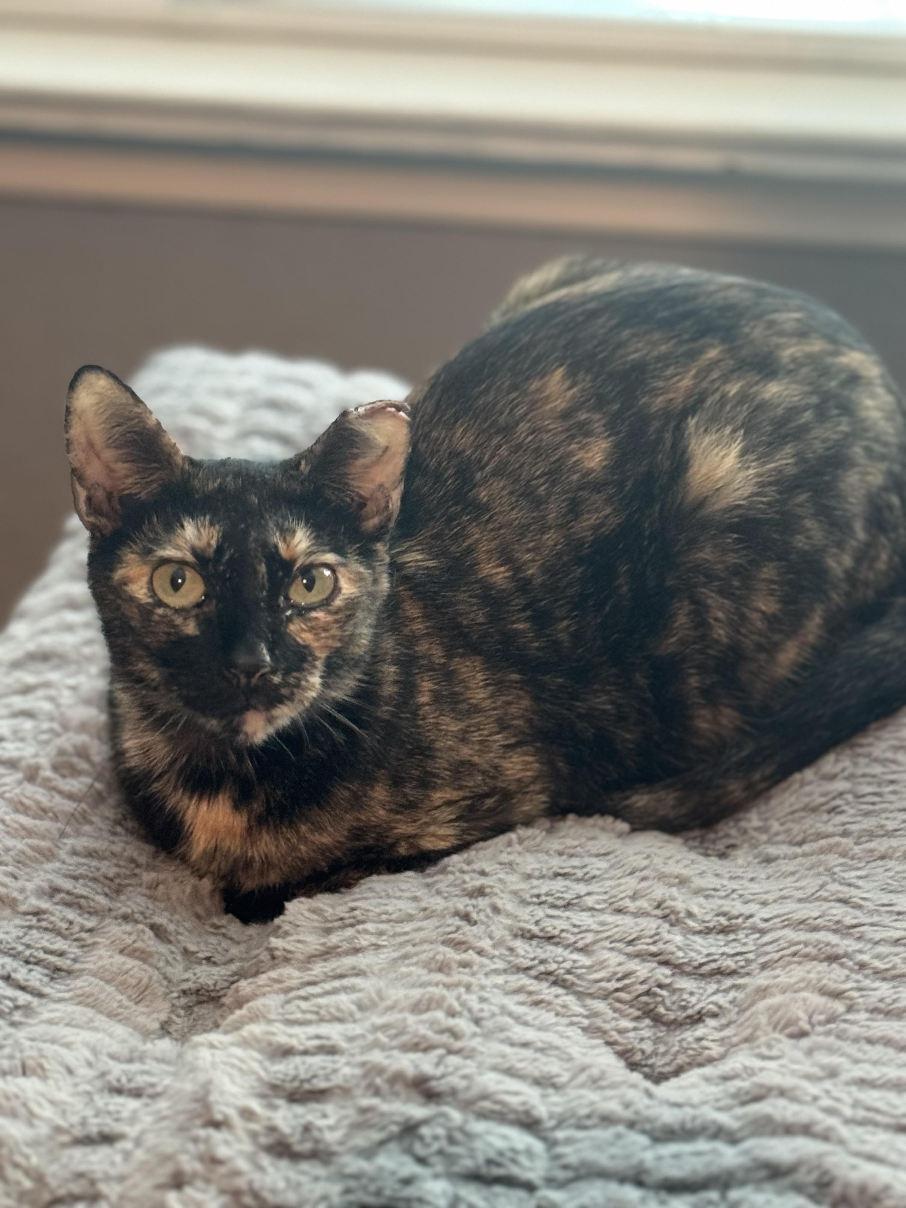 Enlarge TINKERBELL, a ADOPTABLE Tortoiseshell in Houston, TX image 4/4