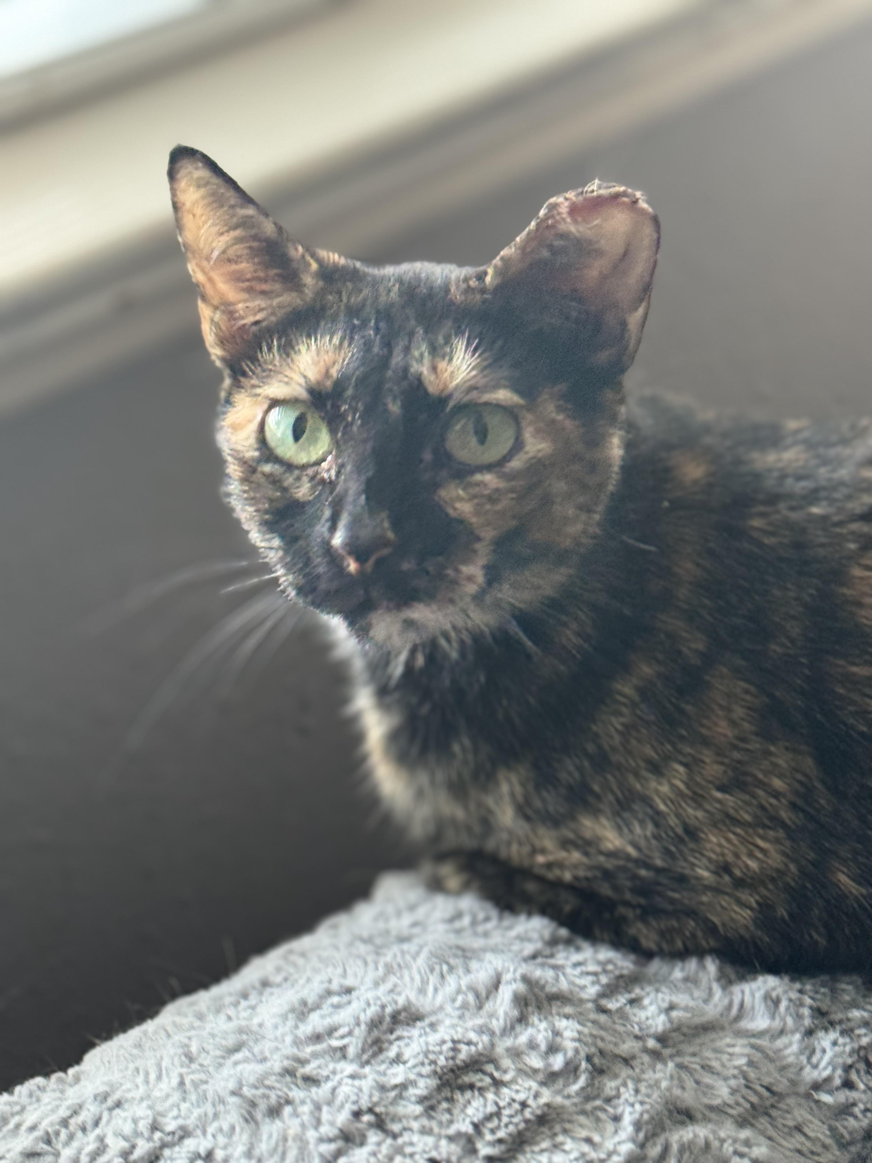 Enlarge TINKERBELL, a ADOPTABLE Tortoiseshell in Houston, TX image 2/4