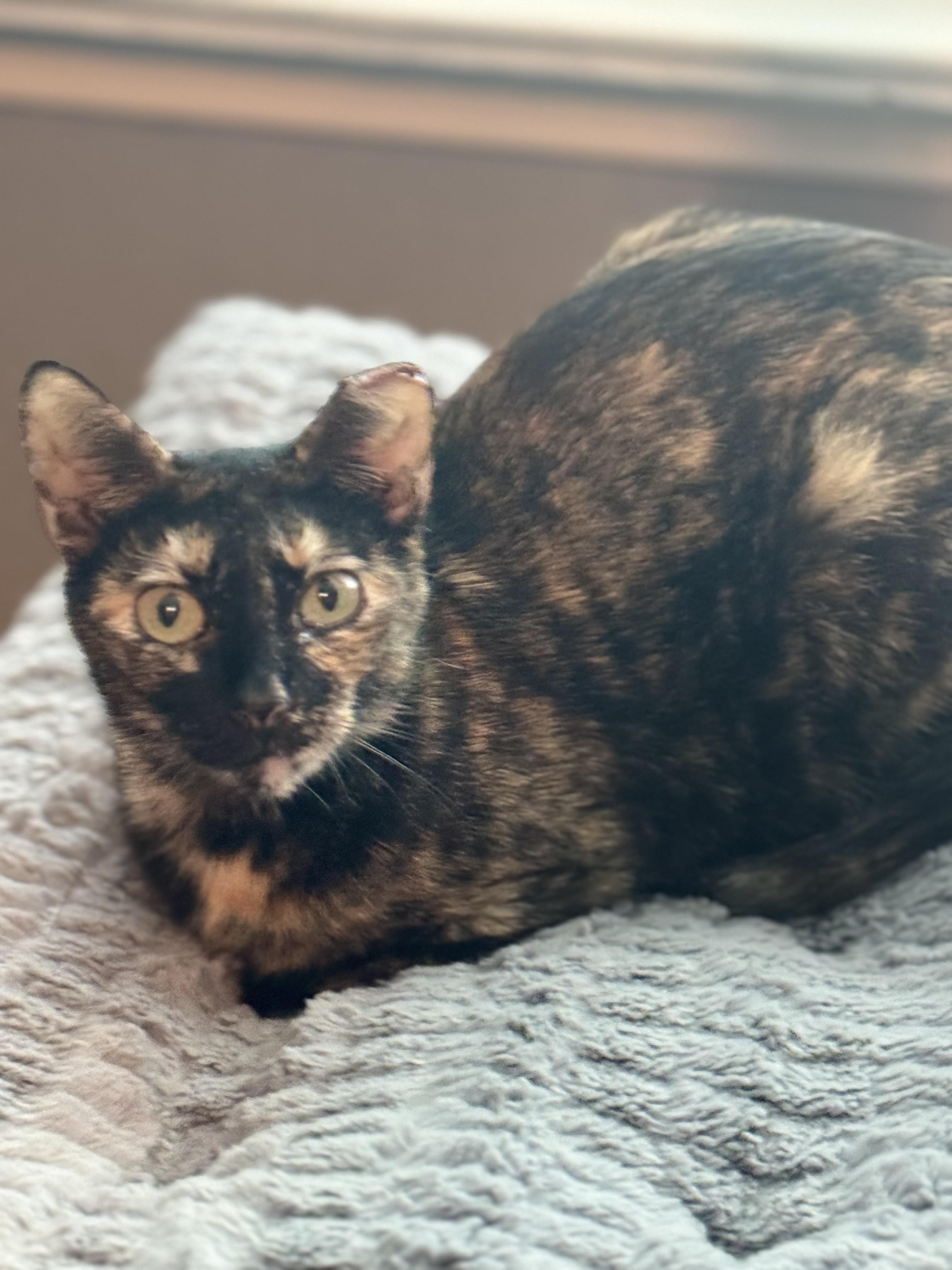Enlarge TINKERBELL, a ADOPTABLE Tortoiseshell in Houston, TX image 1/4