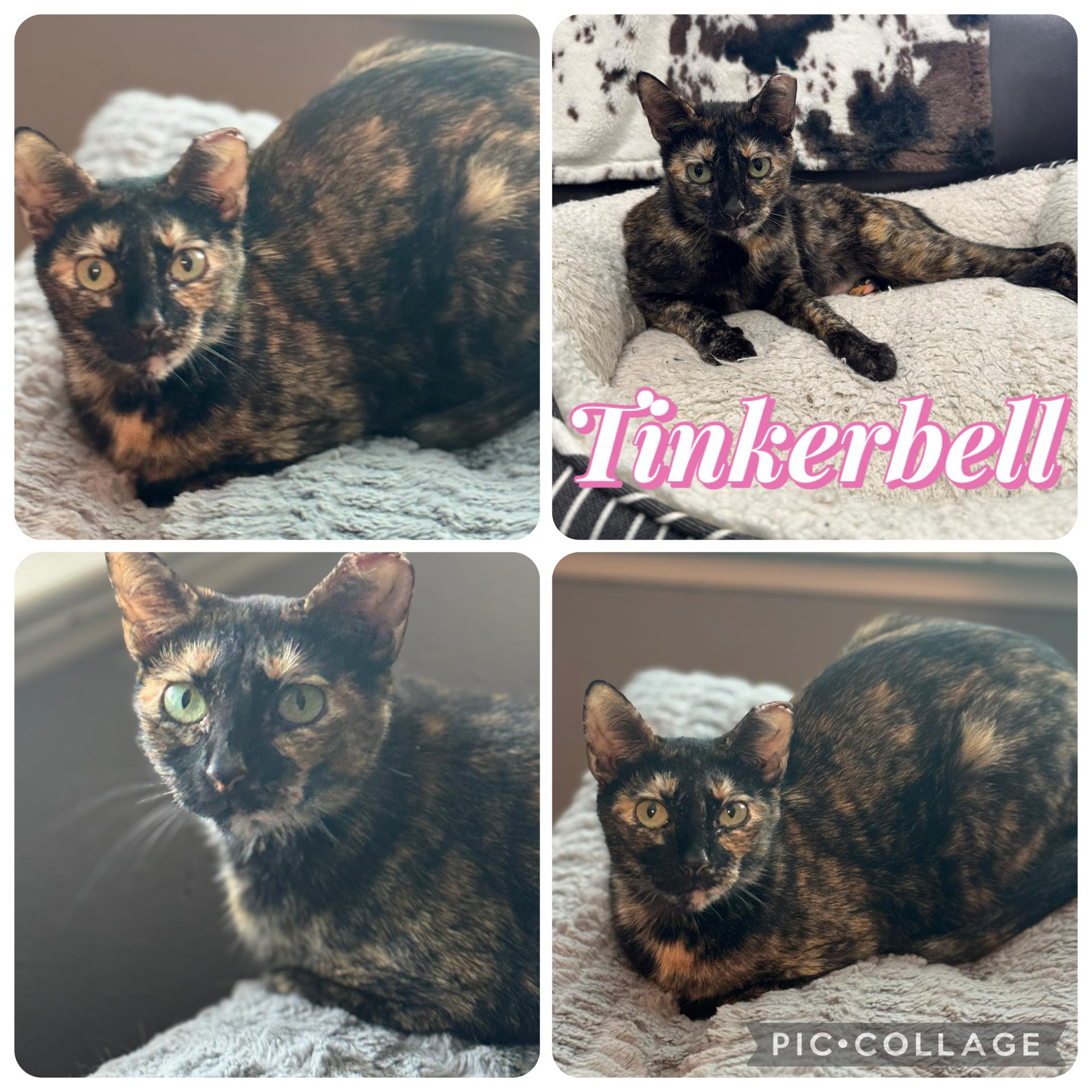 TINKERBELL, ADOPTABLE, Adult Female Tortoiseshell.