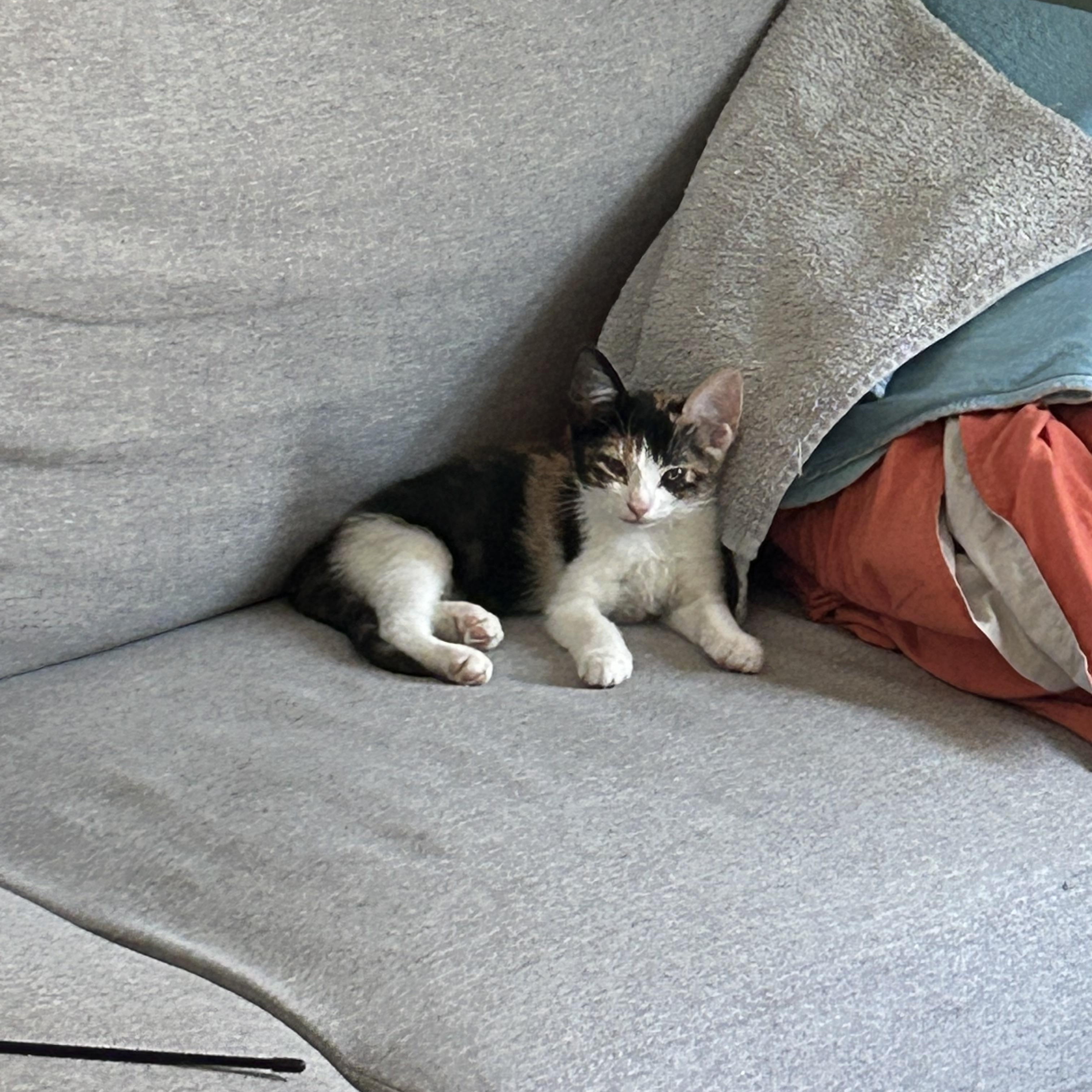 Enlarge Mica, an adopted Domestic Short Hair in Brooklyn, NY image 2/5