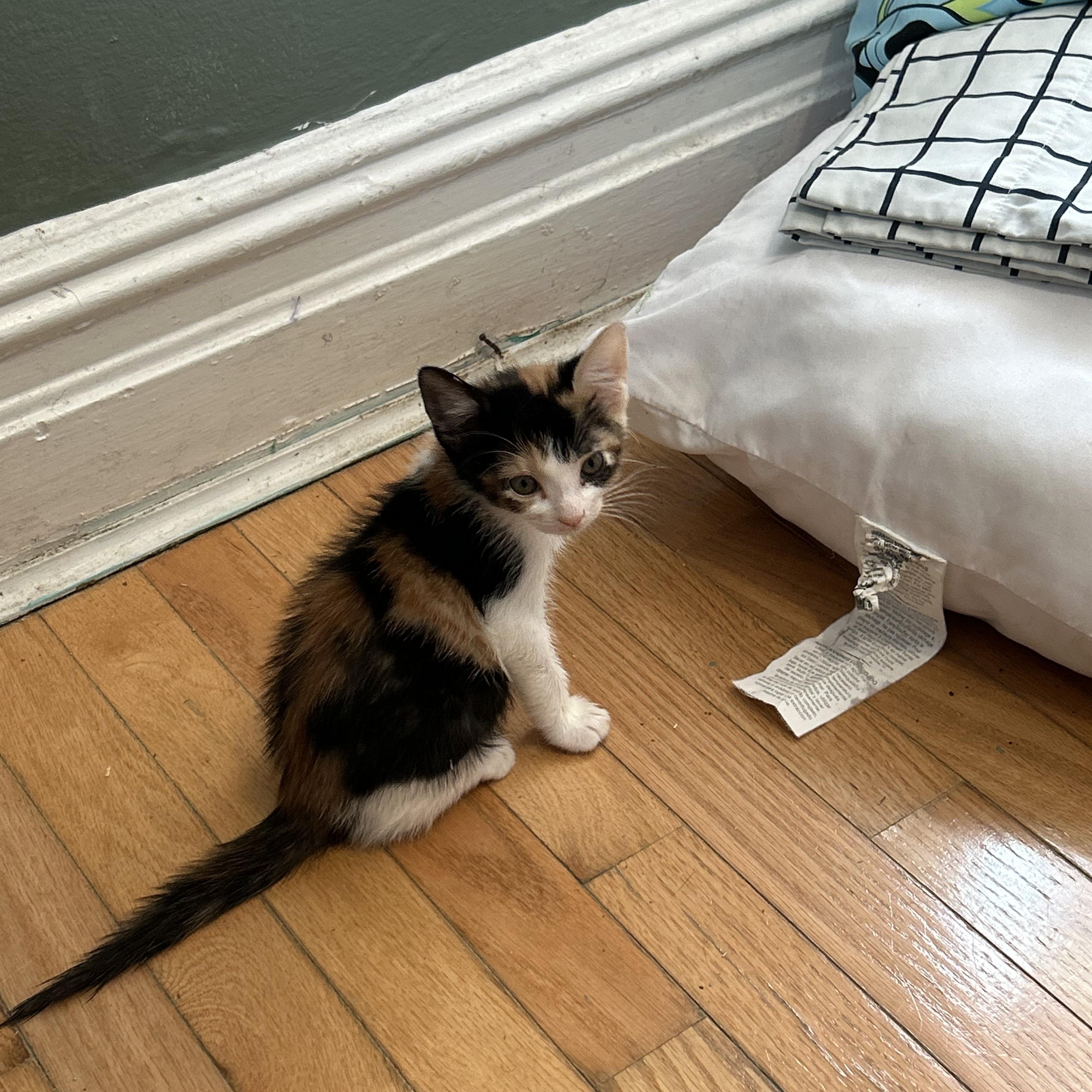 Enlarge Mica, an adopted Domestic Short Hair in Brooklyn, NY image 3/5