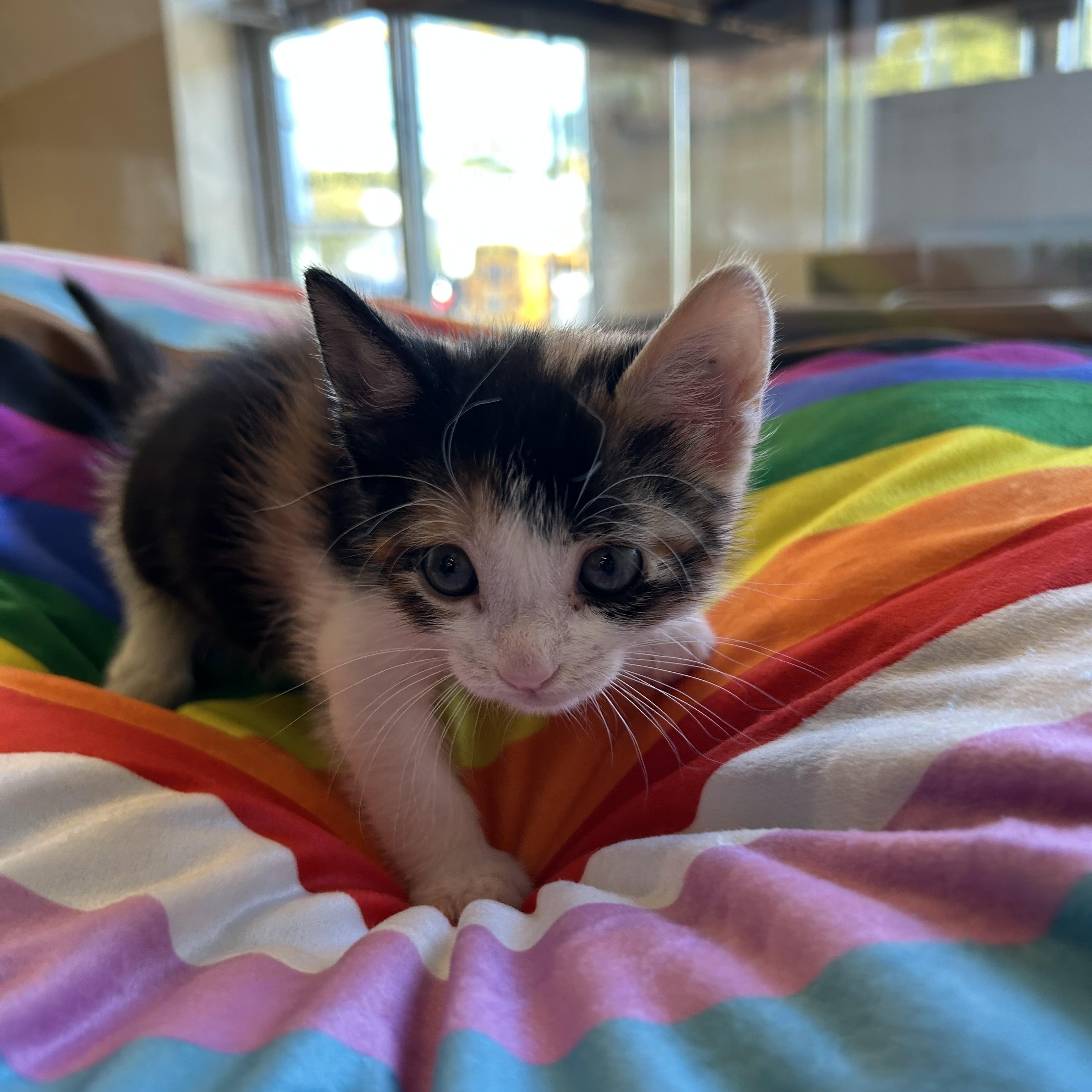 Enlarge Mica, an adopted Domestic Short Hair in Brooklyn, NY image 4/5