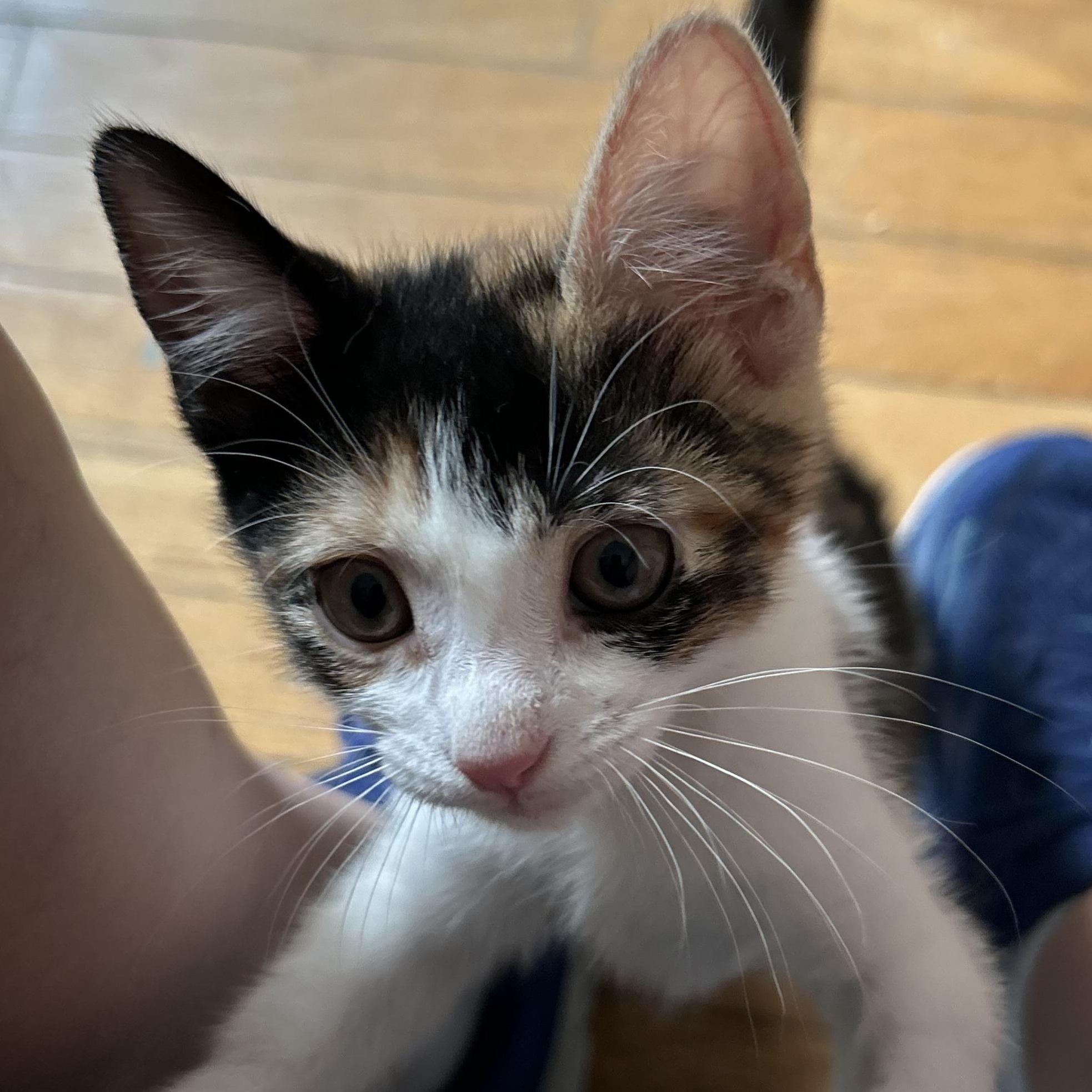 Enlarge Mica, an adopted Domestic Short Hair in Brooklyn, NY image 5/5