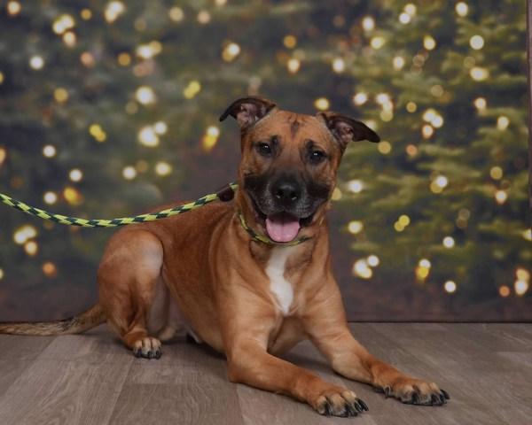 Roscoe, Adoptable, Adult Male German Shepherd Dog & Pit Bull Terrier.