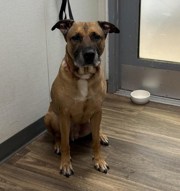 Enlarge Roscoe, a Adoptable mixed breed in Escondido, CA image 2/3