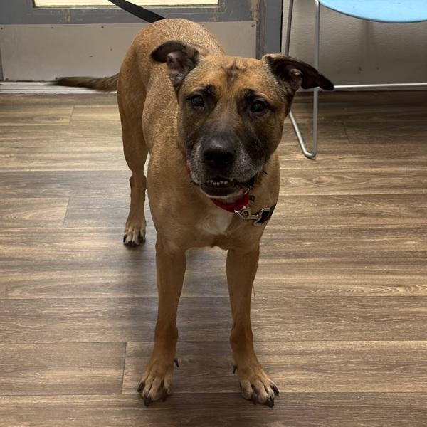 Enlarge Roscoe, a Adoptable mixed breed in Escondido, CA image 3/3