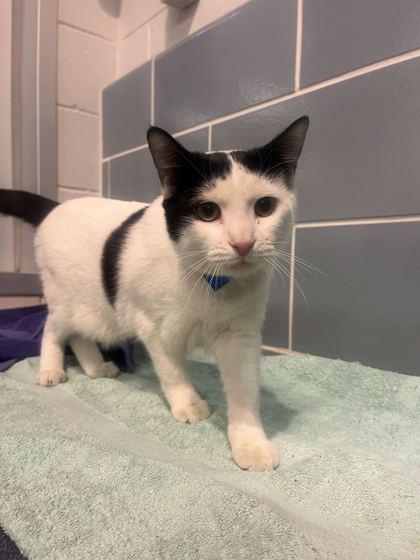 Glennie, Adoptable, Adult Male Domestic Short Hair & Domestic Short Hair.