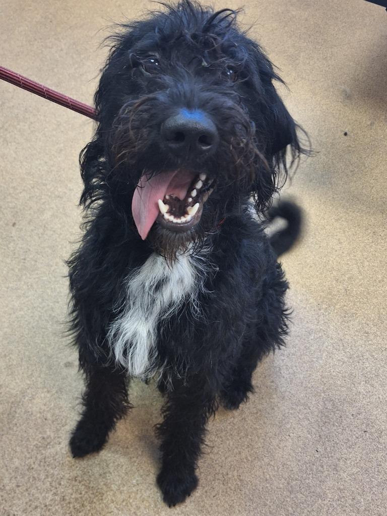 Koda, Adoptable, Young Male Poodle.