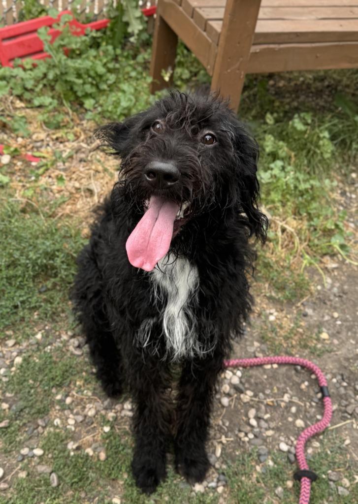 Koda, a Adoptable Poodle in Grand Forks, ND image 2/5