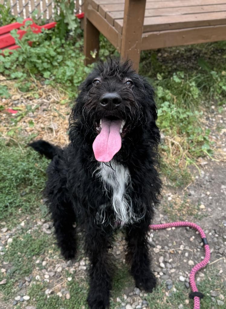 Koda, a Adoptable Poodle in Grand Forks, ND image 4/5