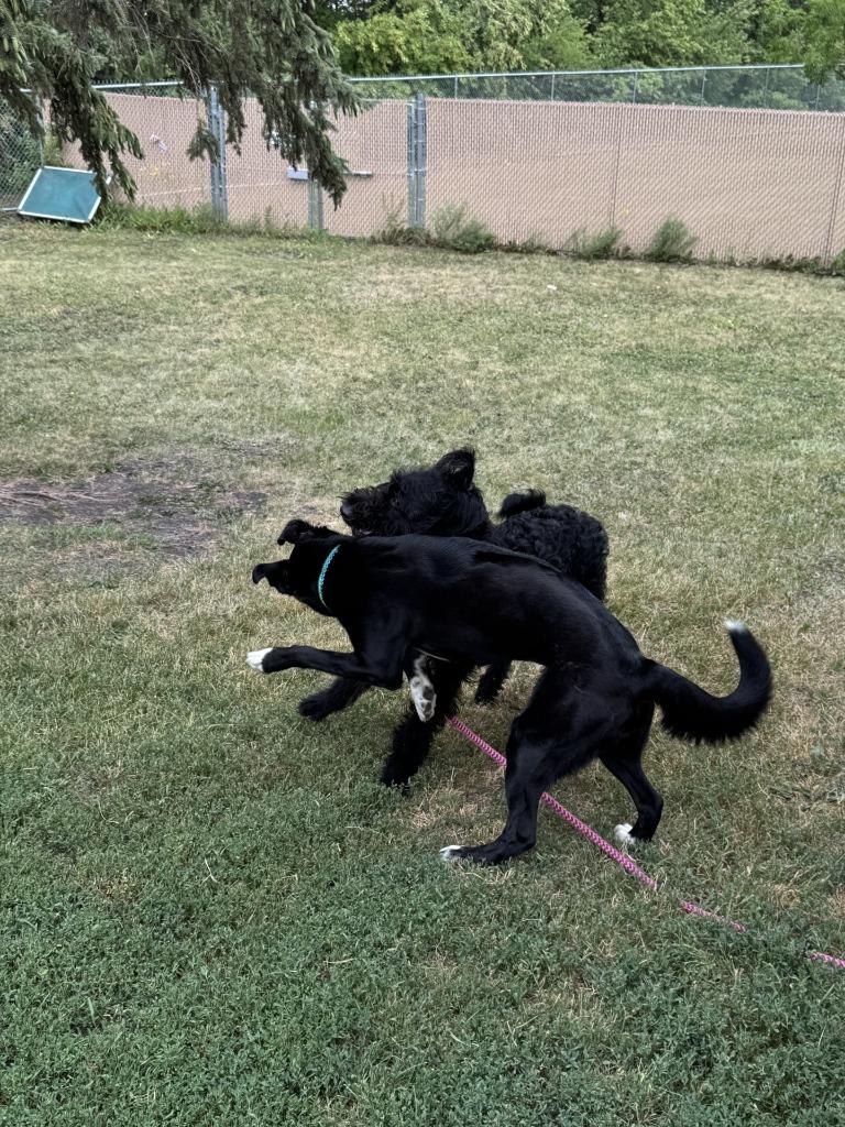 Koda, a Adoptable Poodle in Grand Forks, ND image 5/5