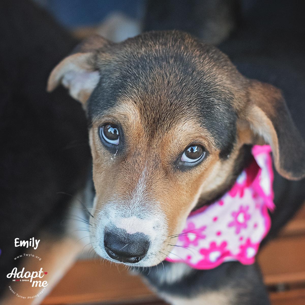 Enlarge Emily, a Adoptable mixed breed in Kingwood, TX image 4/6